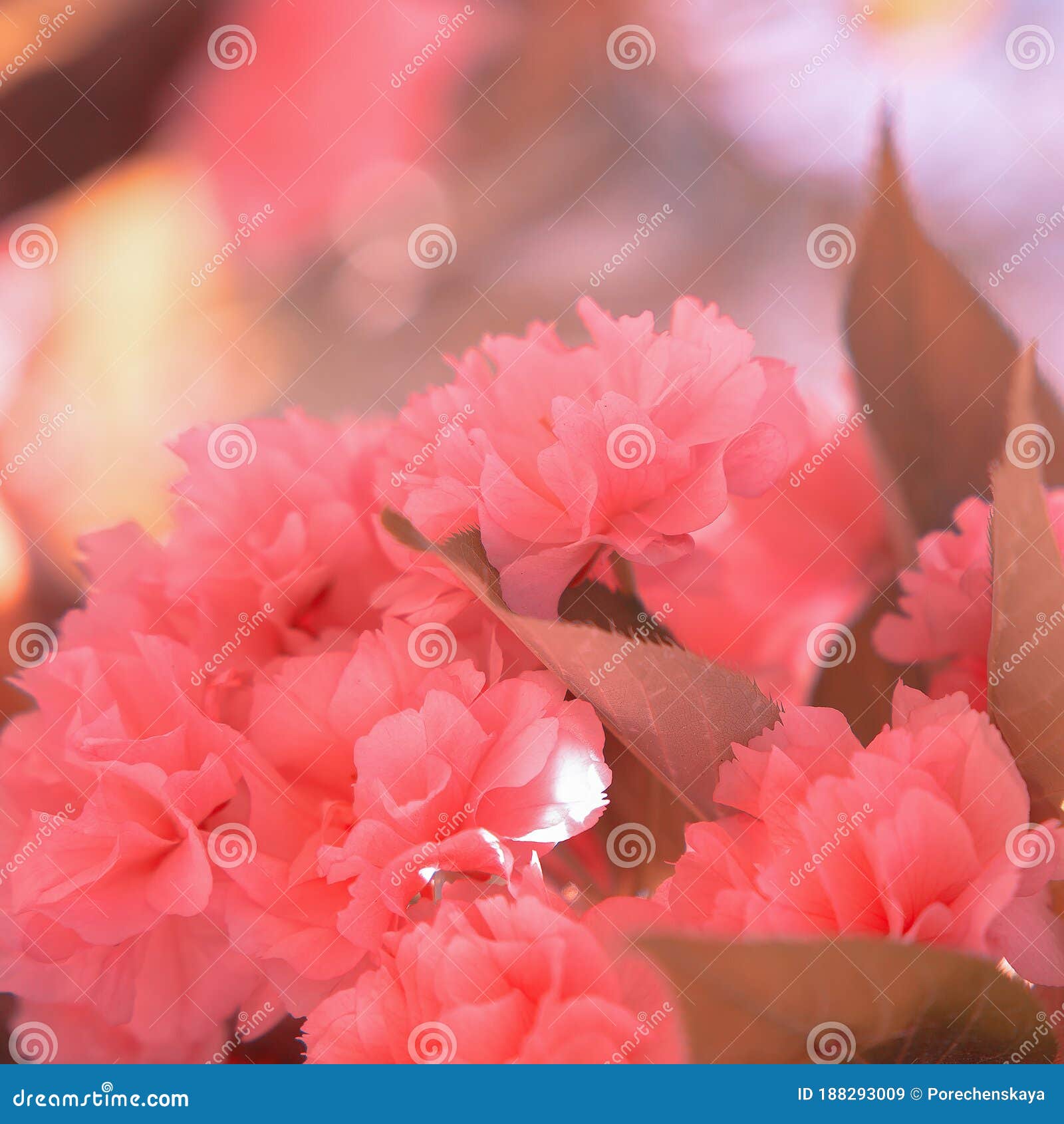 Fashion Aesthetics Pink Flowers. Cherry Blossom Stock Image - Image of  flower, floral: 188293009