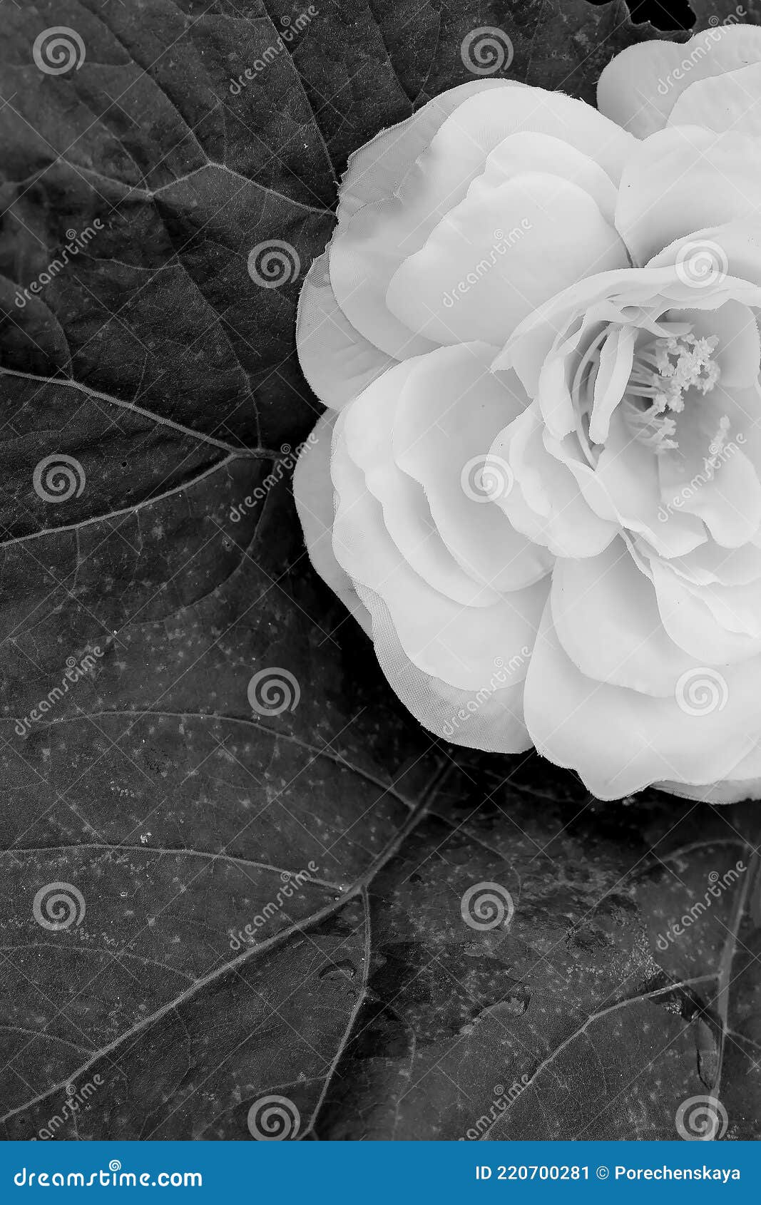 Fashion Black and White Wallpaper Rose. Minimalist Stock Image - Image of  light, beautiful: 220700281