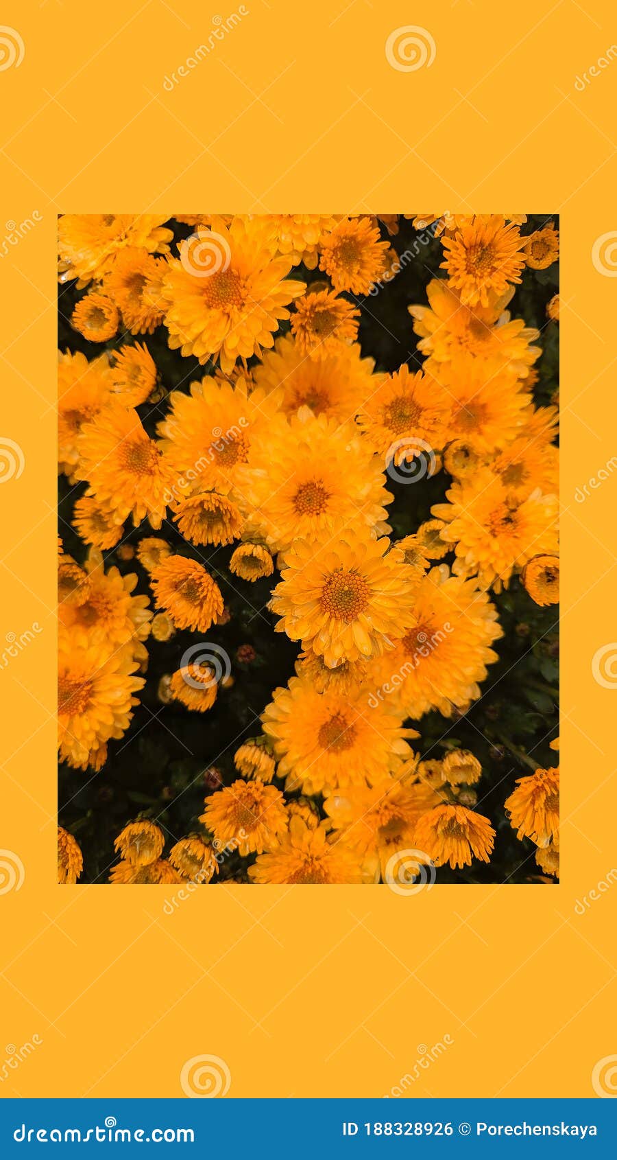 2770700 Yellow Flower Stock Photos Pictures  RoyaltyFree Images   iStock  Yellow flower background Yellow flower white background Yellow  flower field