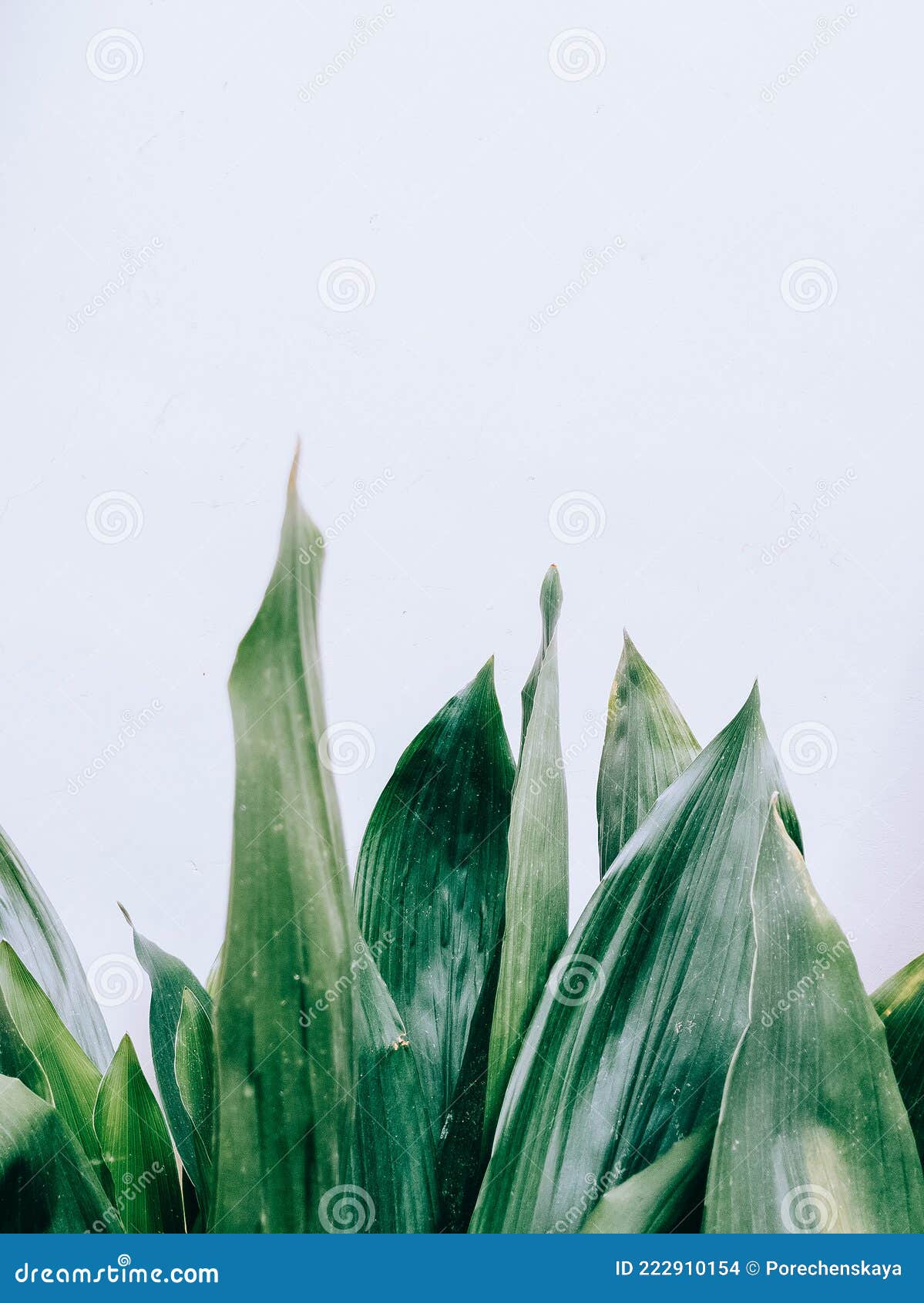 Plant Aesthetic Plain Monstera iPhone HD phone wallpaper  Pxfuel