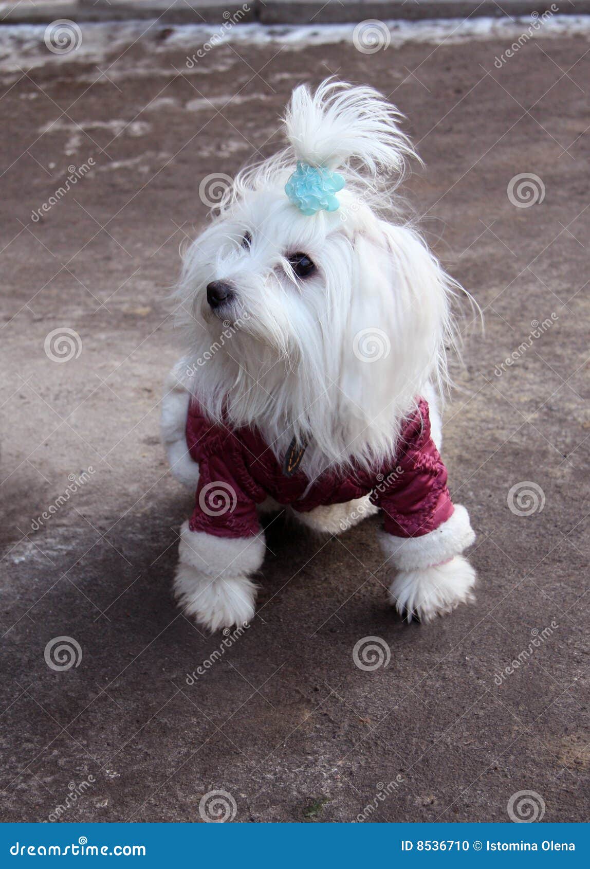 Fashionable Maltese dog stock photo. Image of pets, jacket 8536710