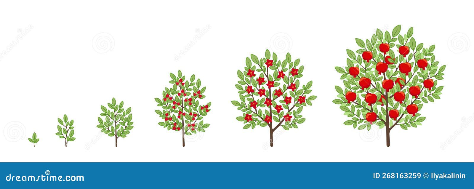 Tabella Velocità Crescita Alberi Da Frutto