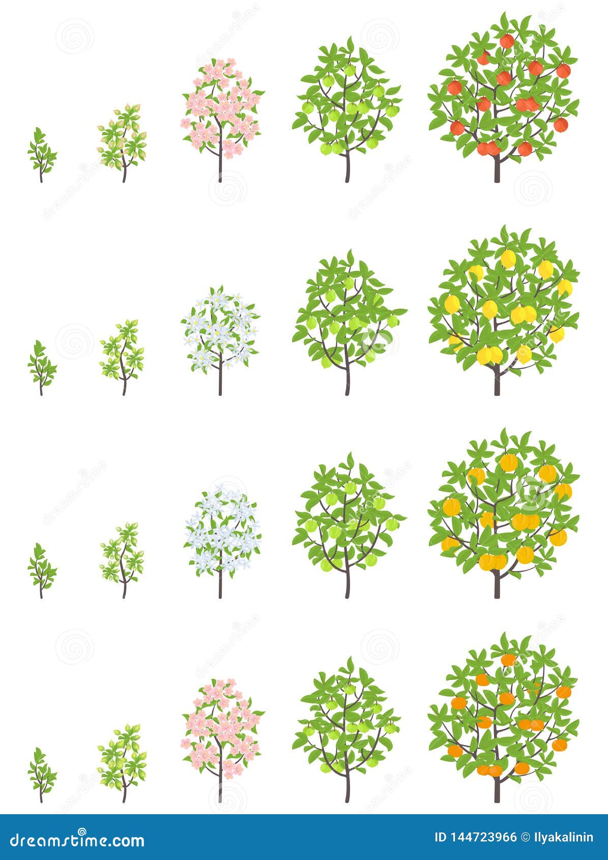 Tabella Velocità Crescita Alberi Da Frutto Fasi Di Crescita Dell'albero Da Frutto Fasi Di Aumento Del Mandarino Di