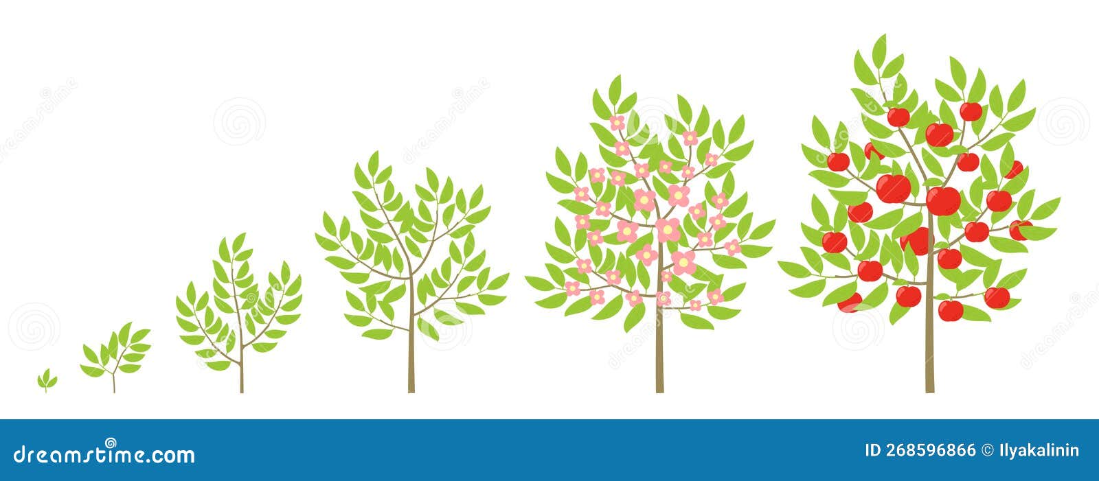 Tabella Velocità Crescita Alberi Da Frutto Fasi Di Crescita Dell'albero Di Mele. Ciclo Di Vita Degli Alberi Da