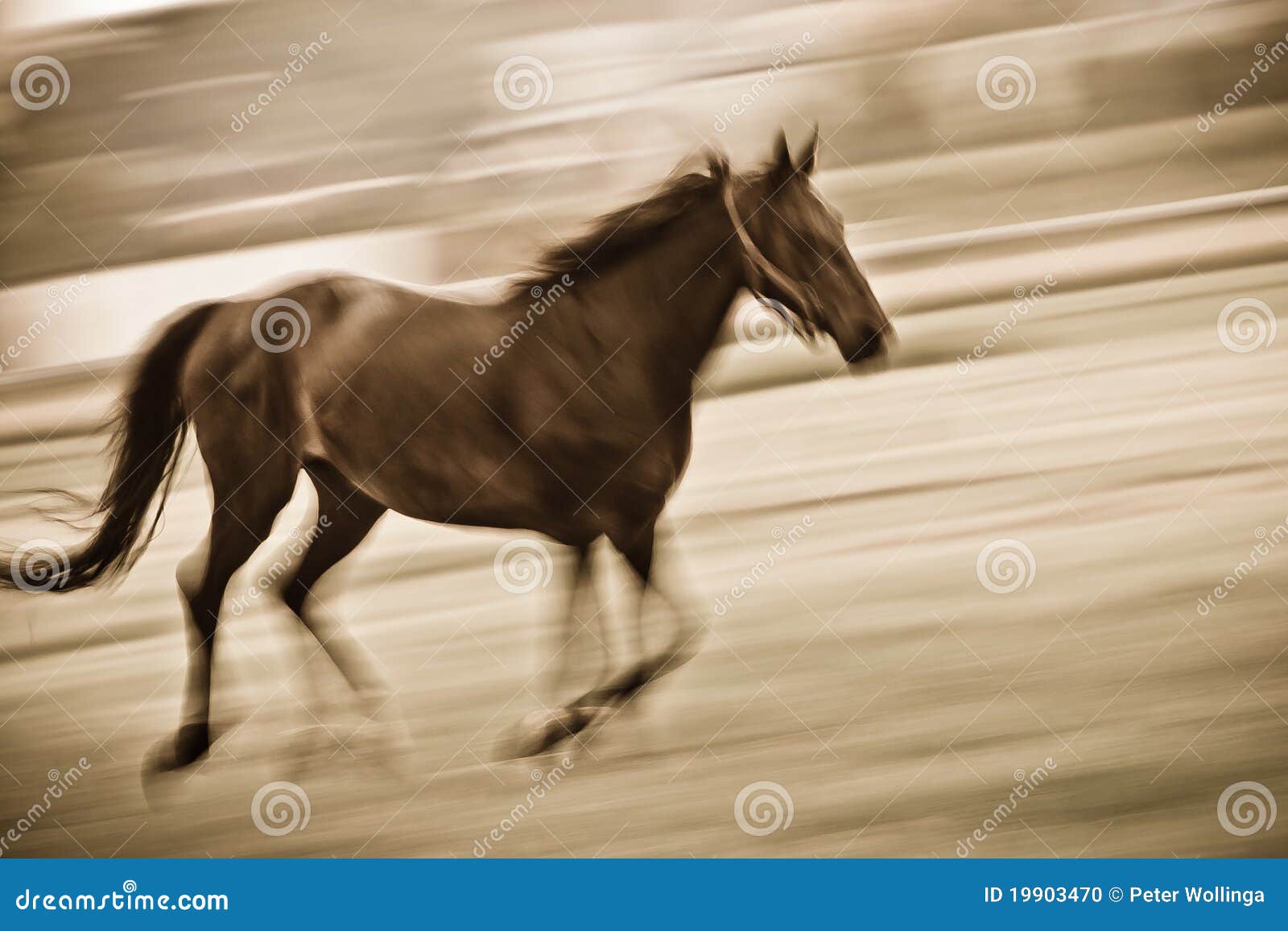 Fast running horse stock photo. Image of agriculture - 19903470