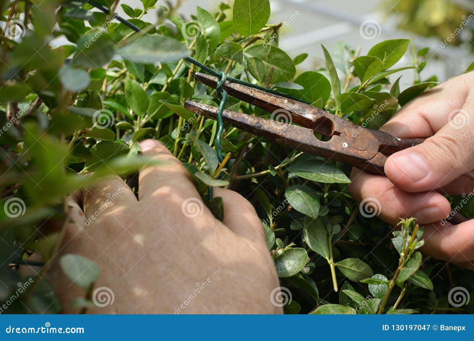 Fastening the Wire in a Hedgerow Stock Image Image of hand, hedge