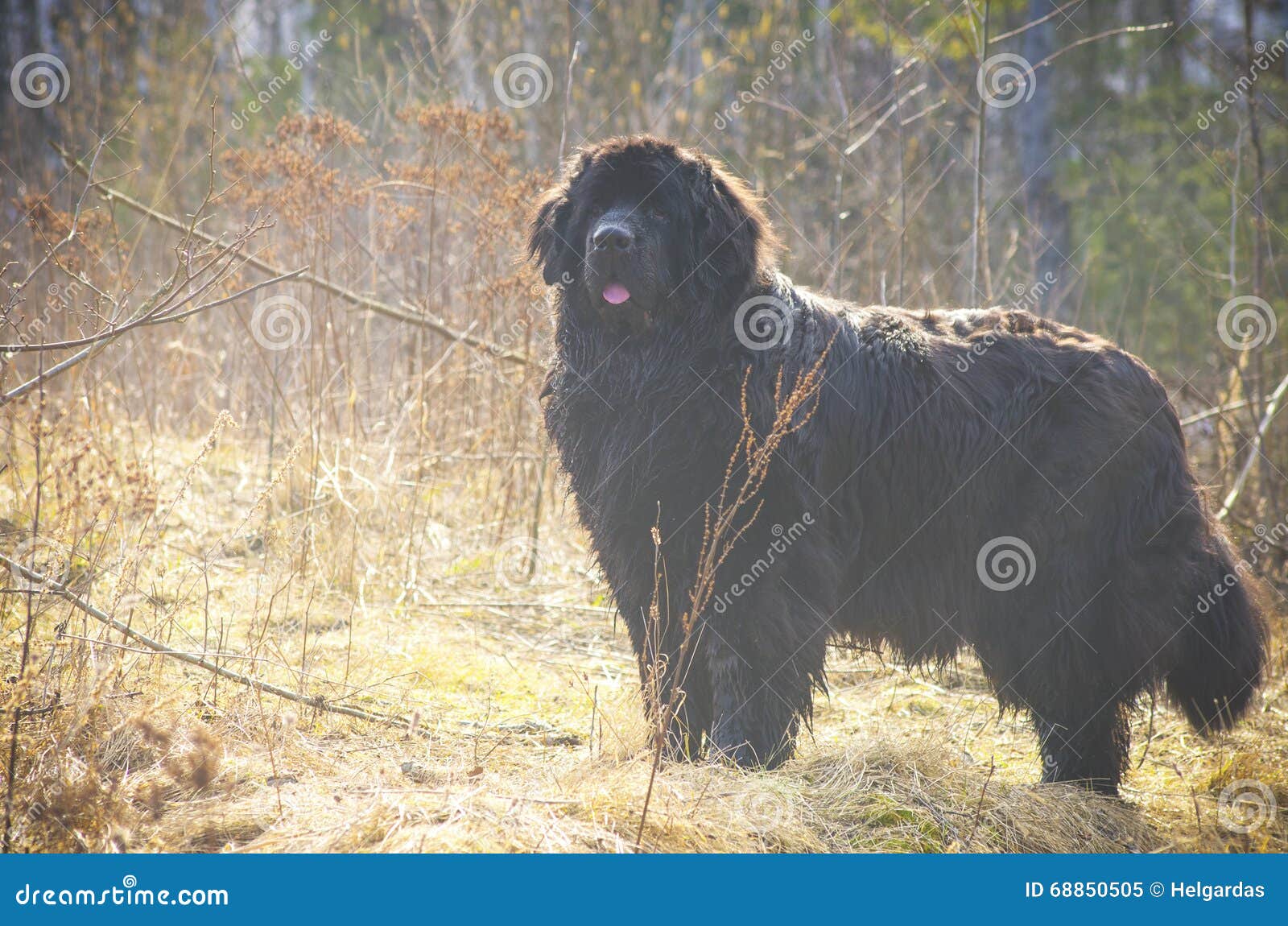 big fat black dog