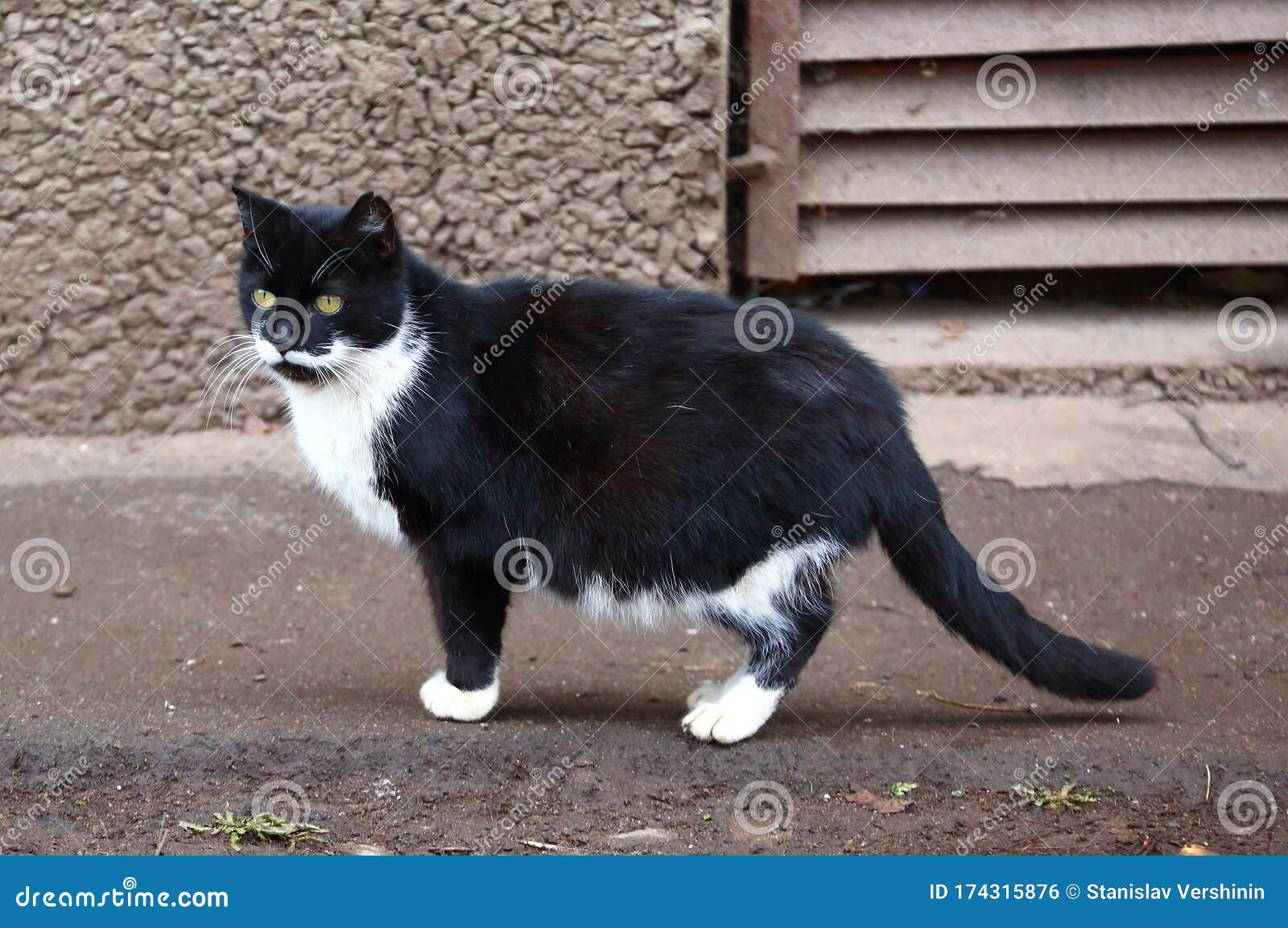 Fat white and black cat