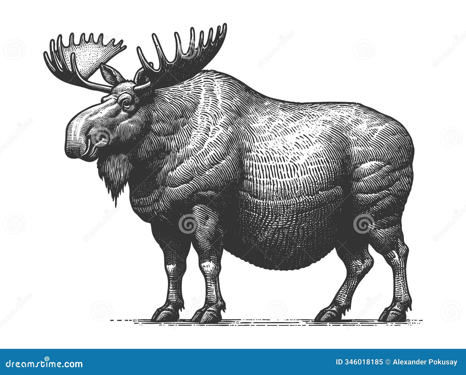 stout moose engraving sketch  