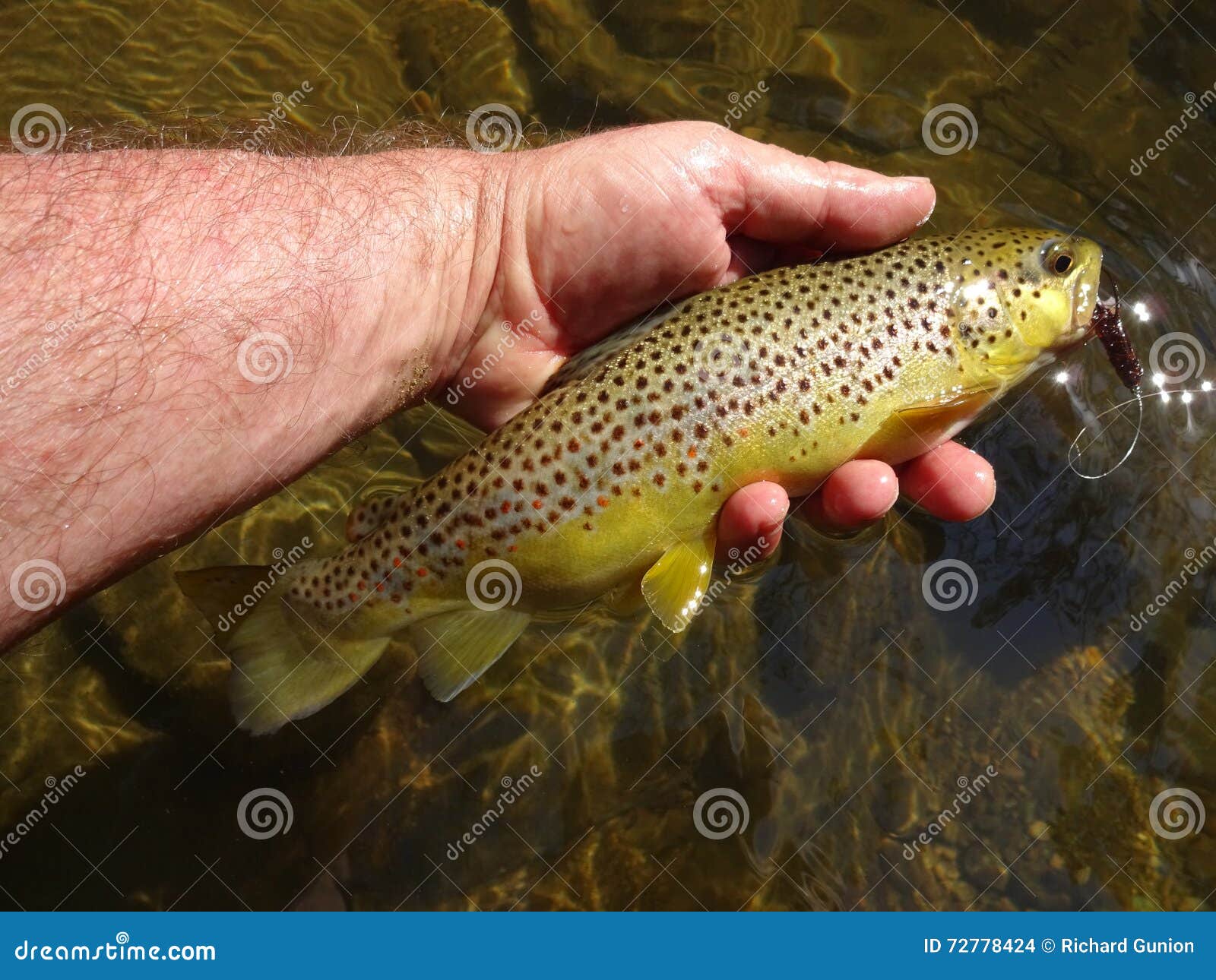 Fat Brown Trout stock photo. Image of hand, fish, trout - 72778424