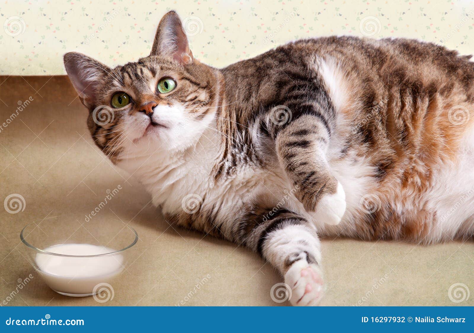 Fat Cat with Milk stock photo. Image of eyes, bowl, grey 16297932