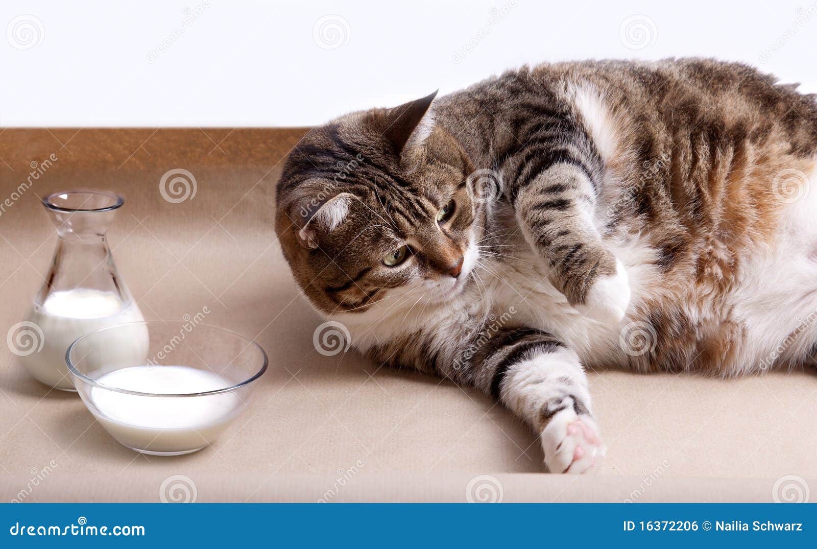 Fat Cat with Milk stock photo. Image of carnivore, playing 16372206