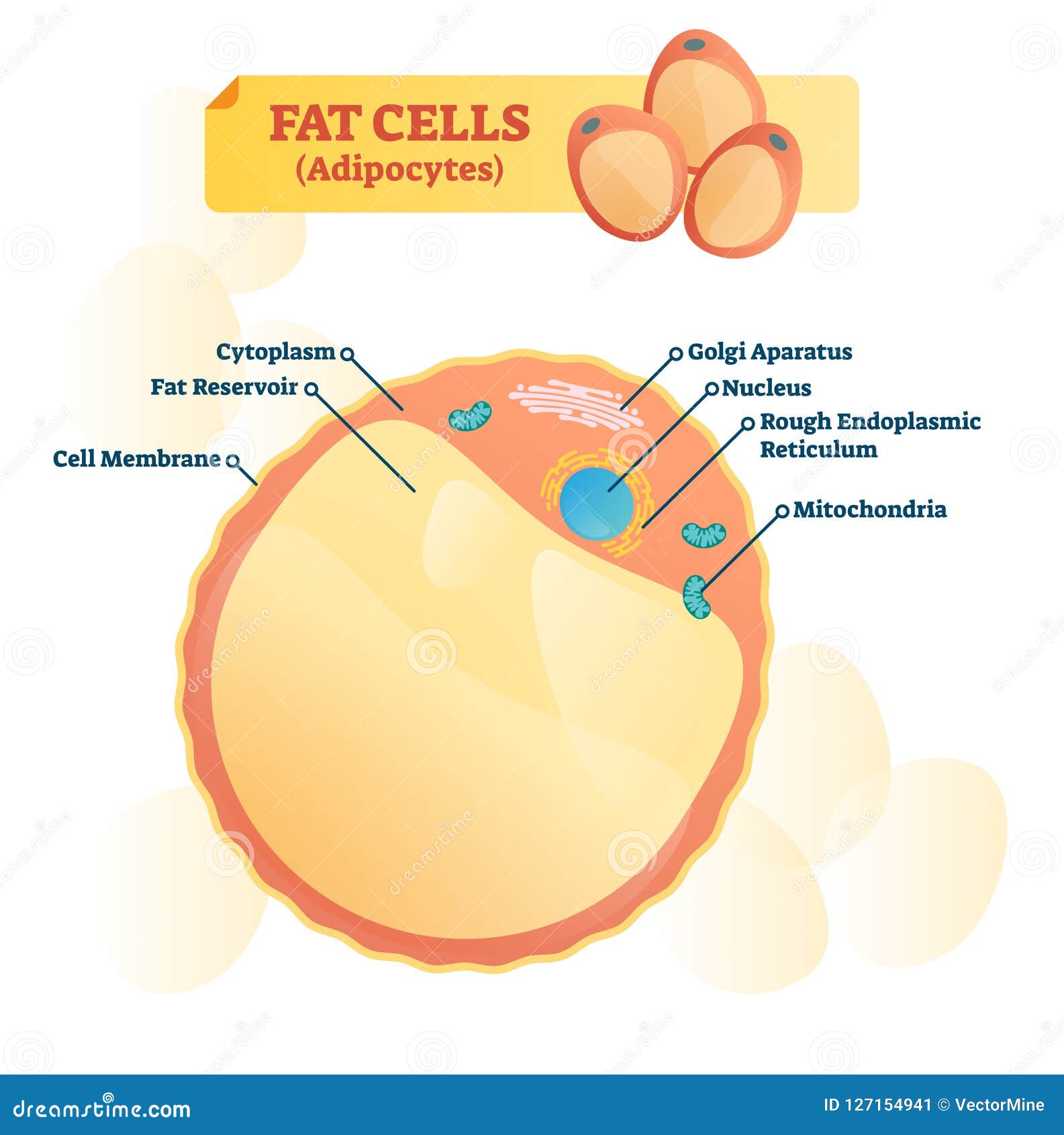 Fat Cell Diagram - diagram types