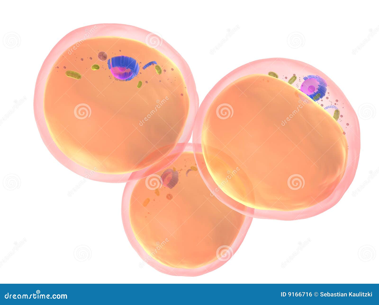 Fat Cell Picture 8