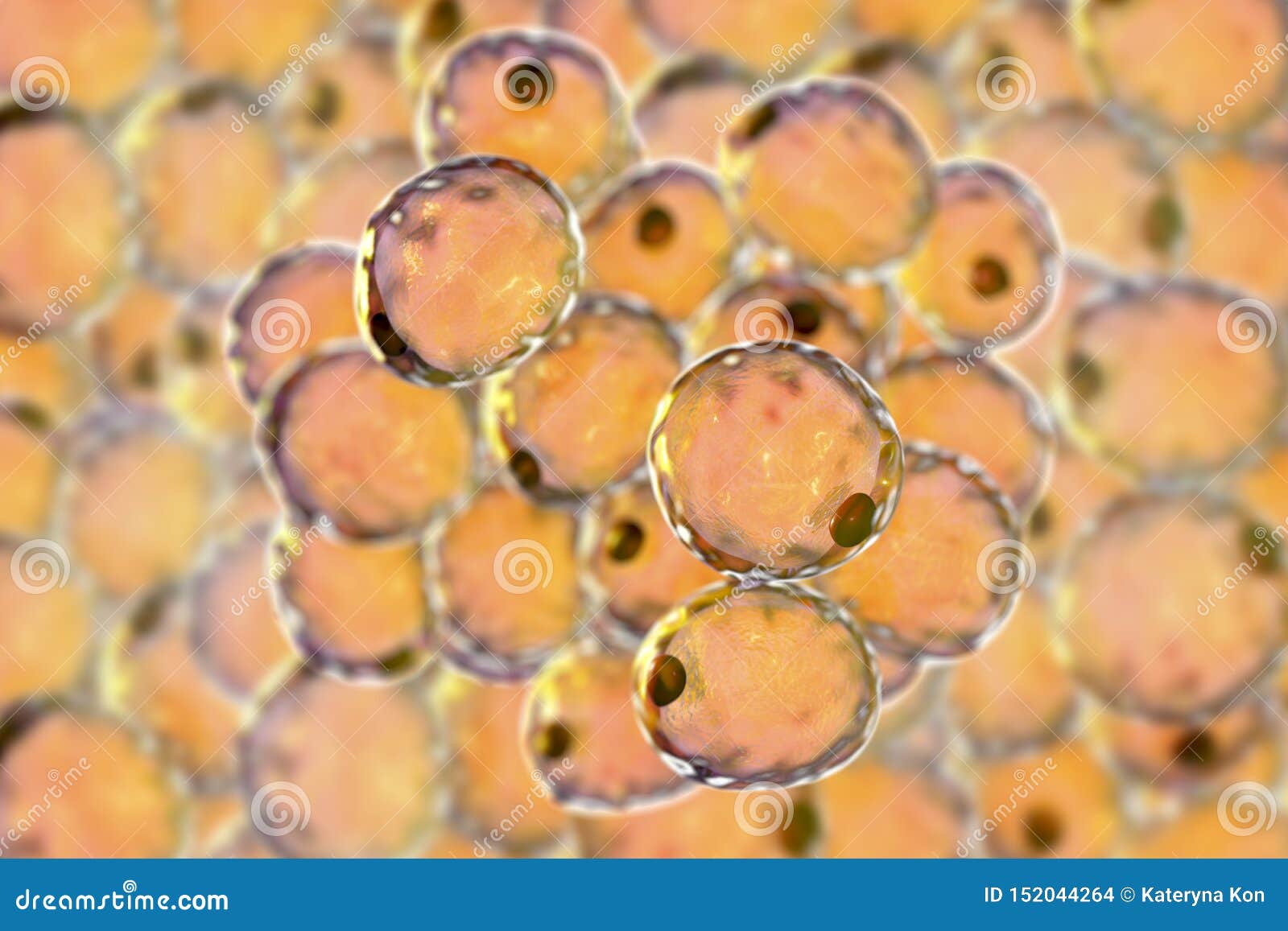 fat cells, or adipose cells