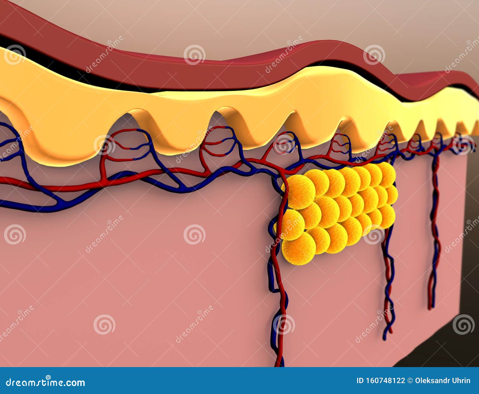 fat cells and vein