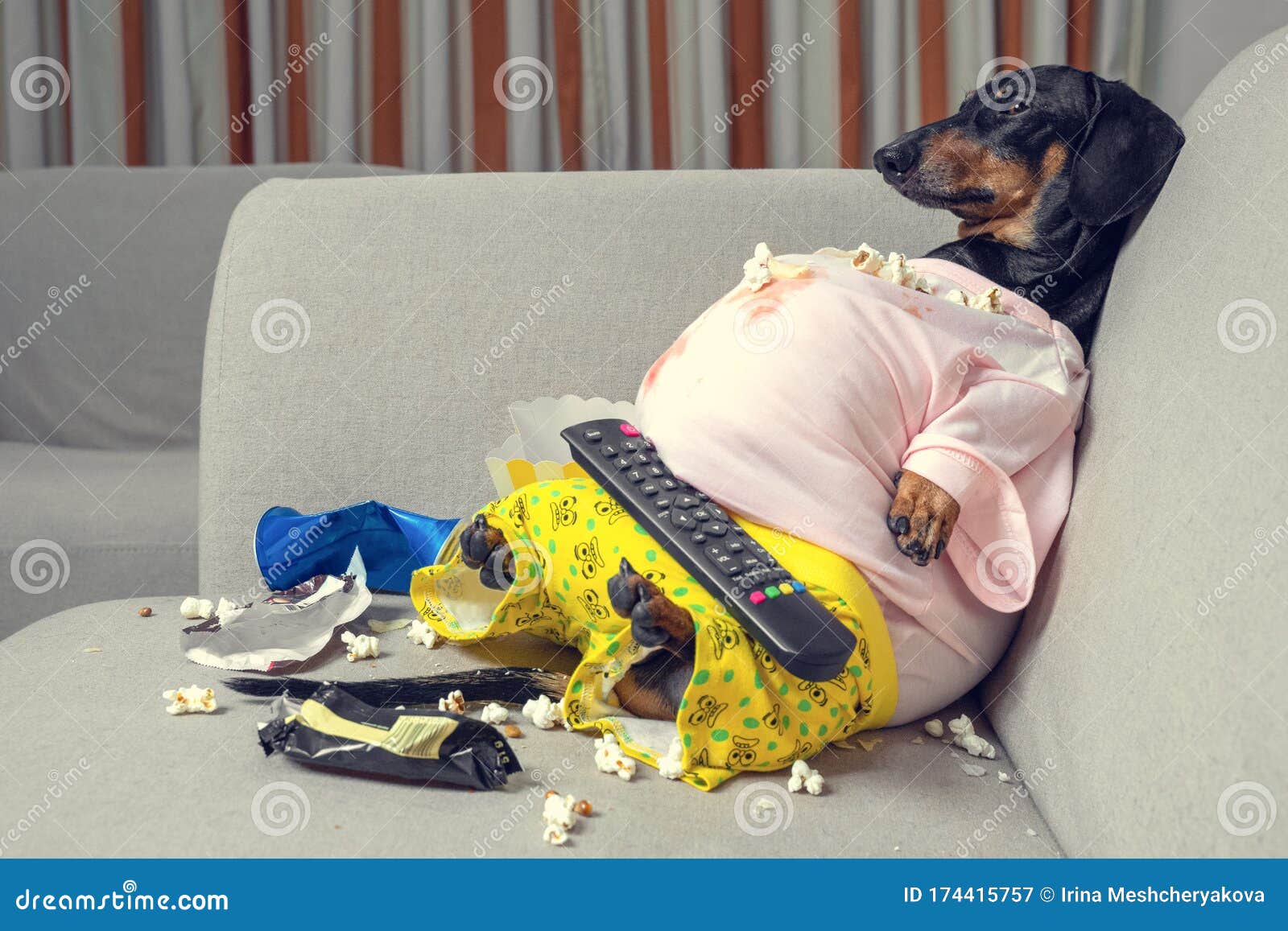 15 070 Fat Dog Photos Free Royalty Free Stock Photos From Dreamstime