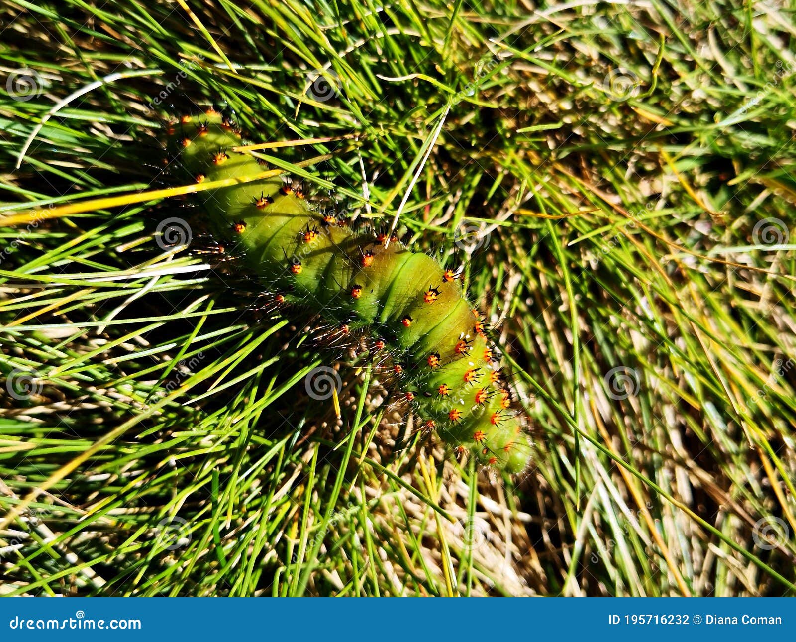 Green Caterpillar in the Grass Stock Photo Image of grass, insect