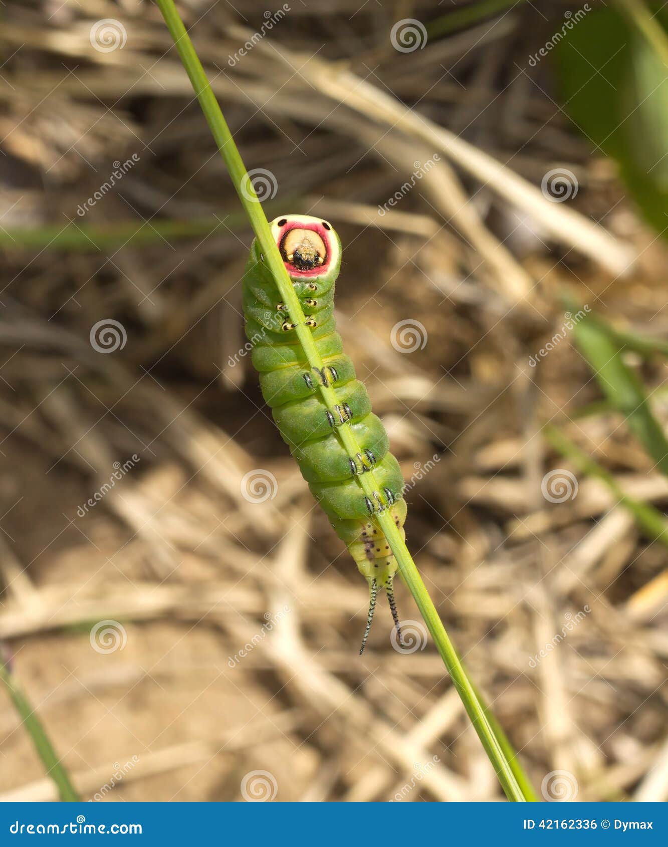 Fat Green Caterpillar Sits on Stem on Summer Day C Stock Photo - Image of  stalk, animal: 42162336