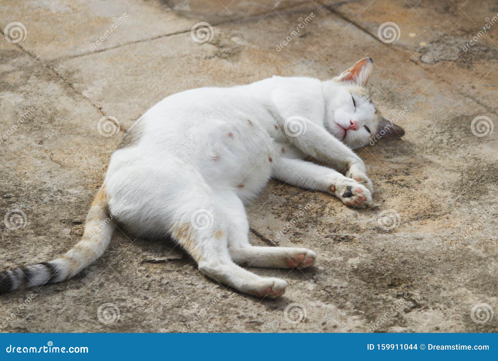 Pregnant Cat Sleeping On The Ground Stock Photo Image Of Cute Mouth