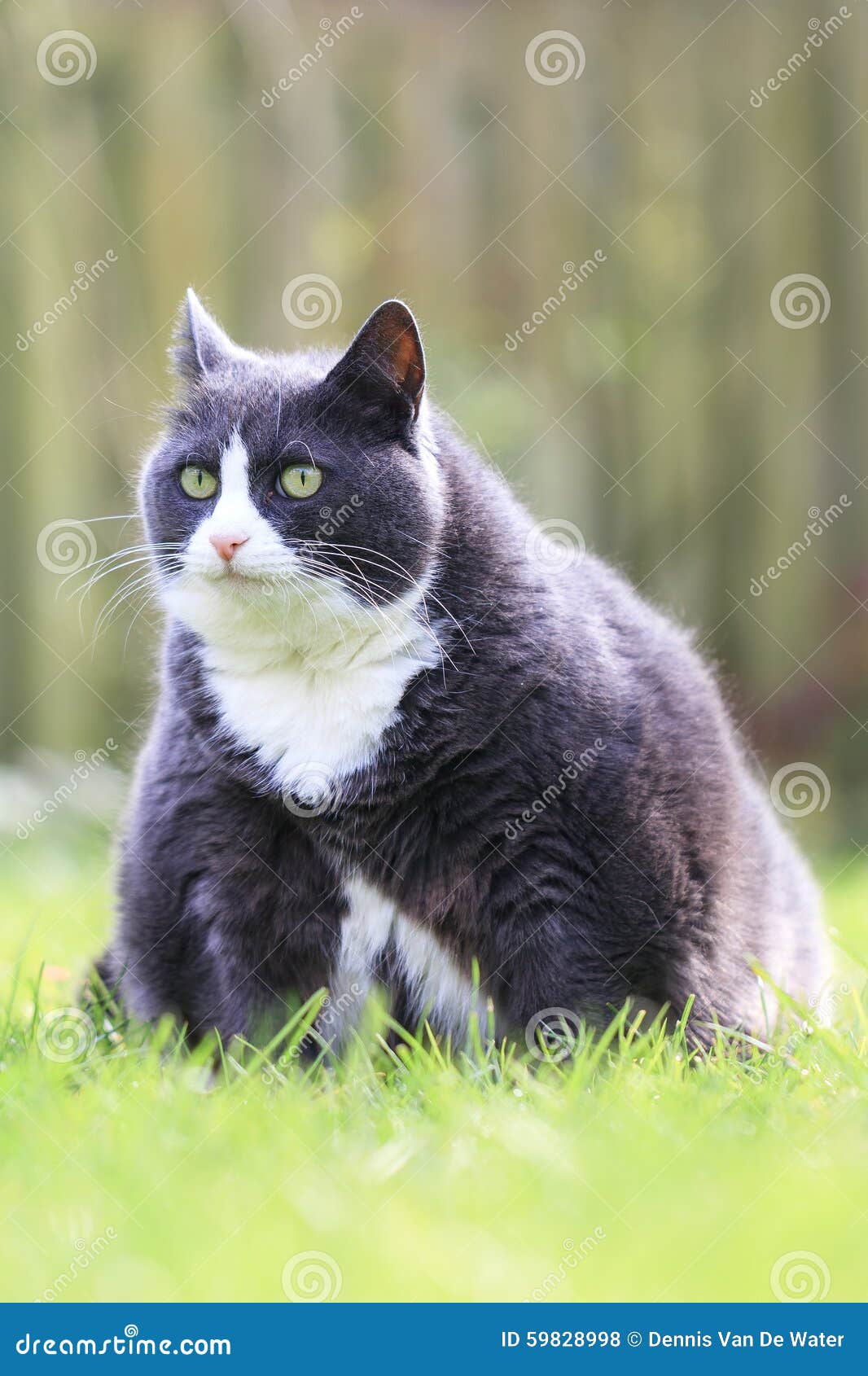 Fat kitty Stock Vector Images - Page 3 - Alamy