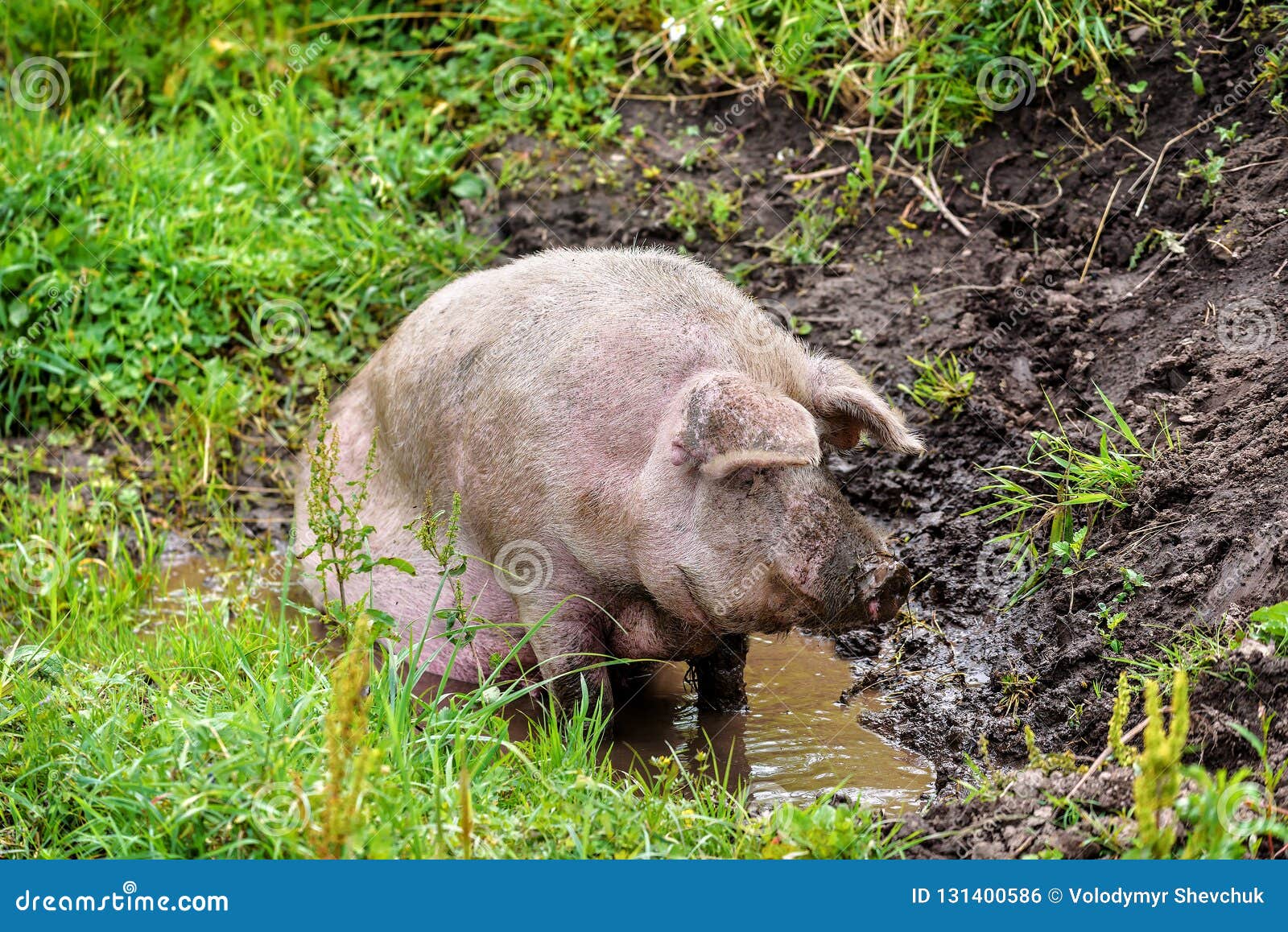 Fat Mature Pig in the Swamp Stock Photo Image of mature, fattening