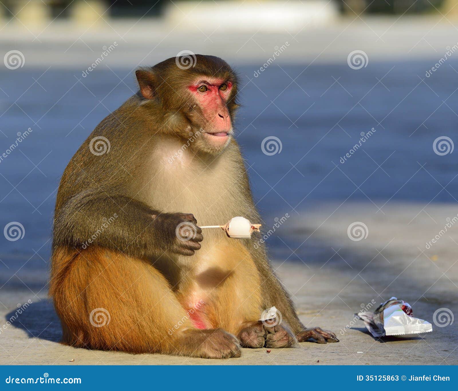 A Fat Monkey Esting Ice Cream Stock Photos - Image: 351258631300 x 1127
