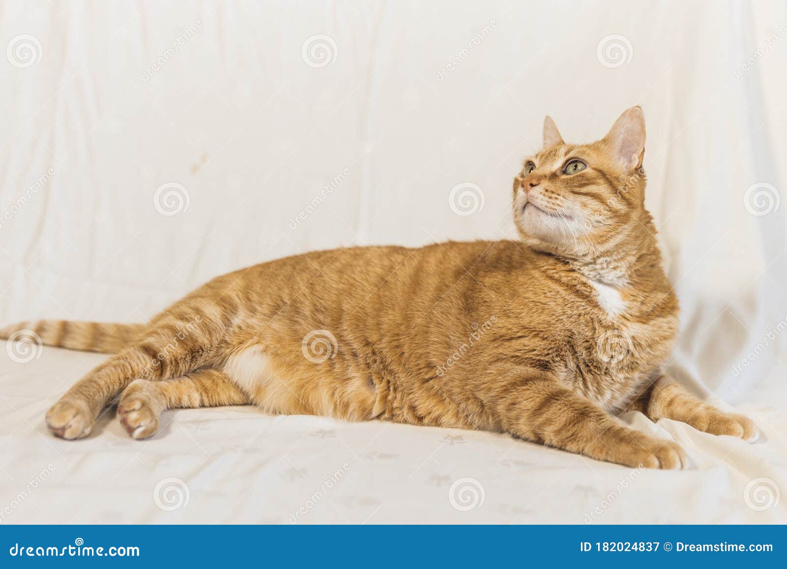 fat orange cat on white background