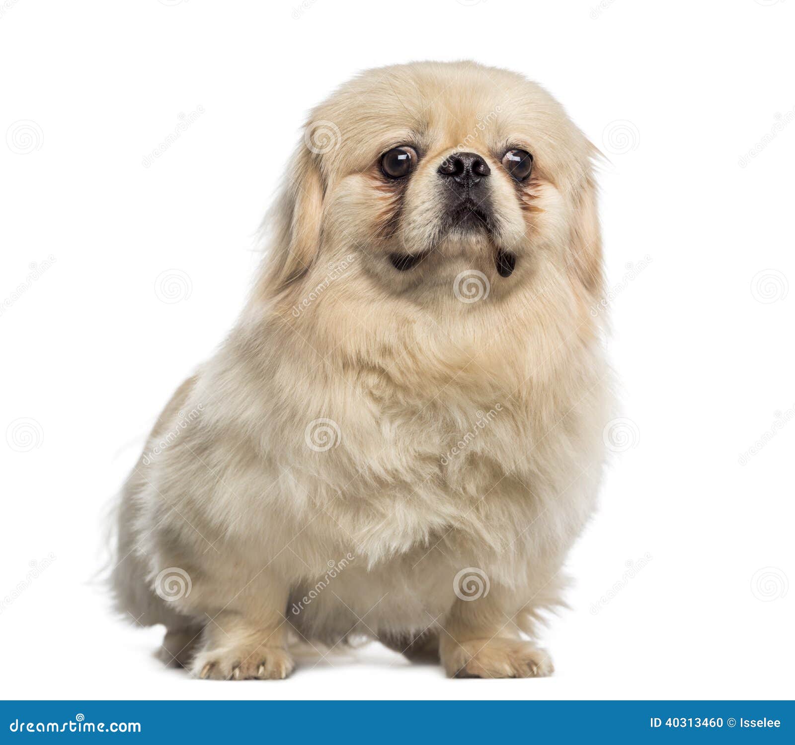 ryan's world red dinosaur