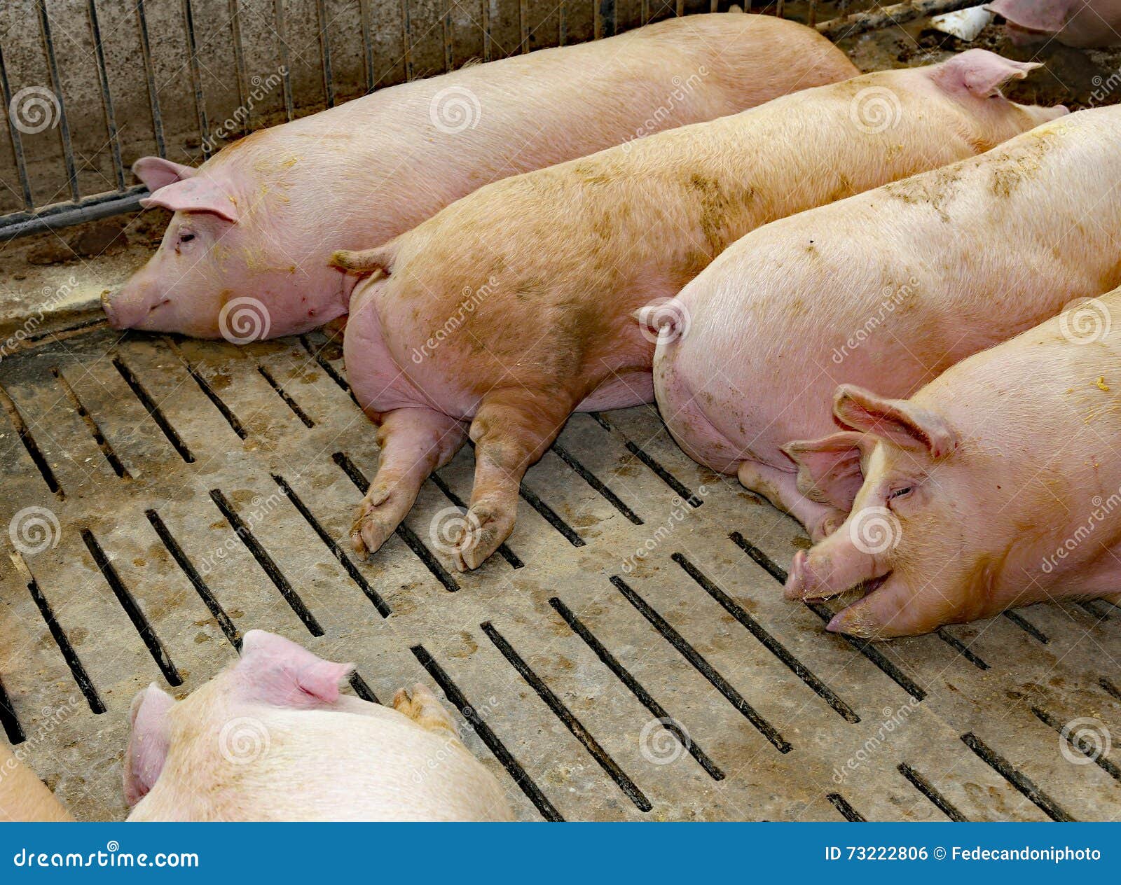 Fat Pigs in a Sty on a Farm Stock Photo Image of grunter, pink 73222806