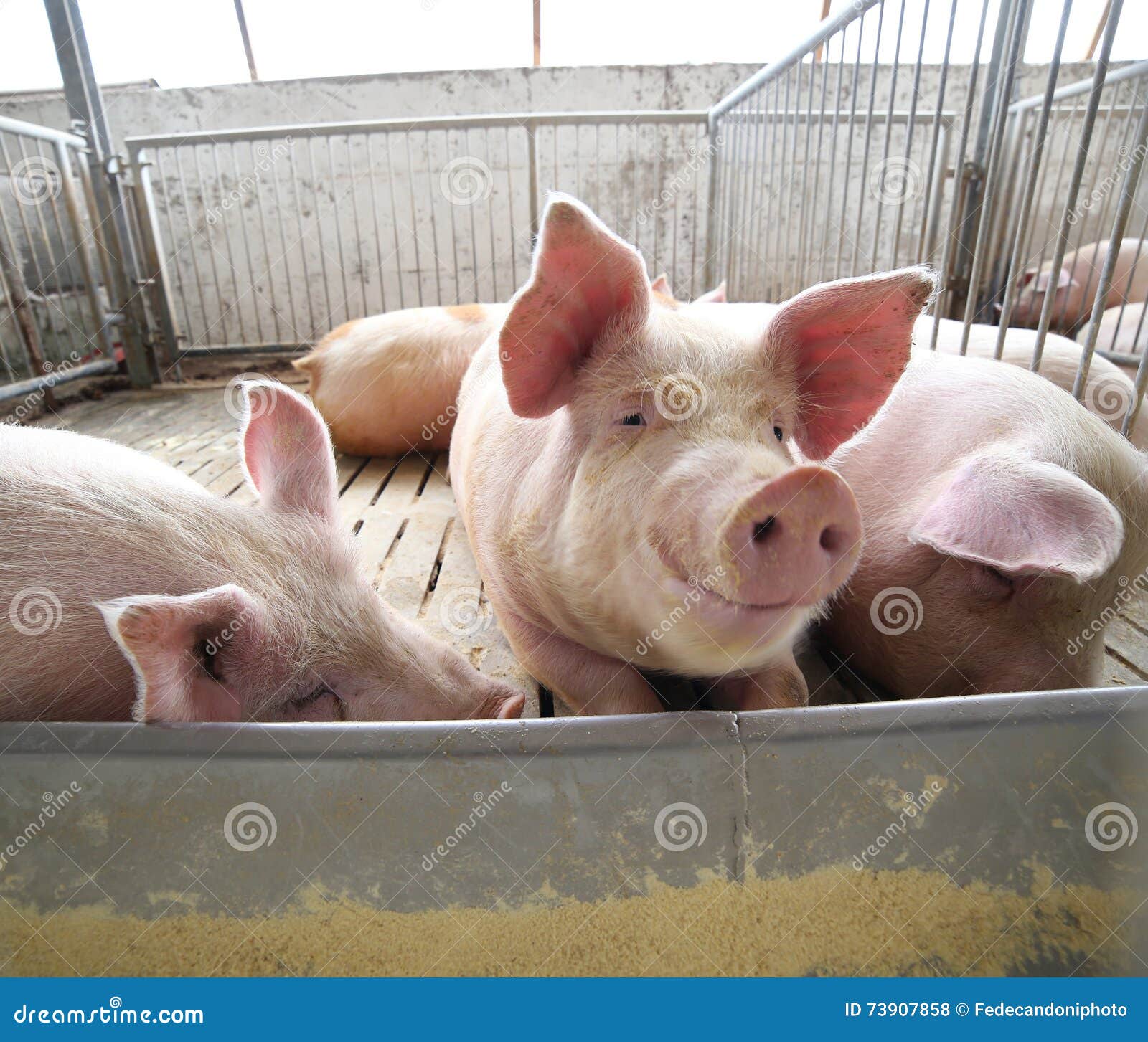 Fat Pigs in a Sty on a Farm Stock Photo Image of animal, pigs 73907858