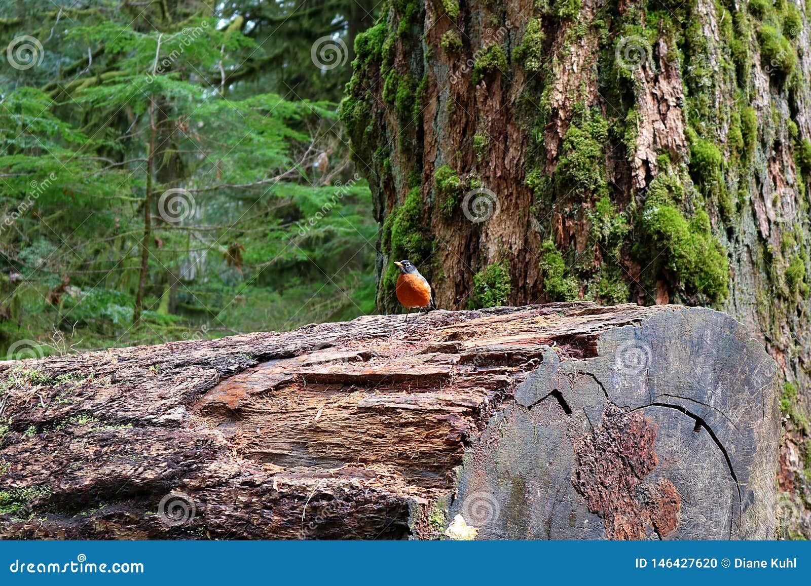 cheery robin perched on huge log in cathedral grove