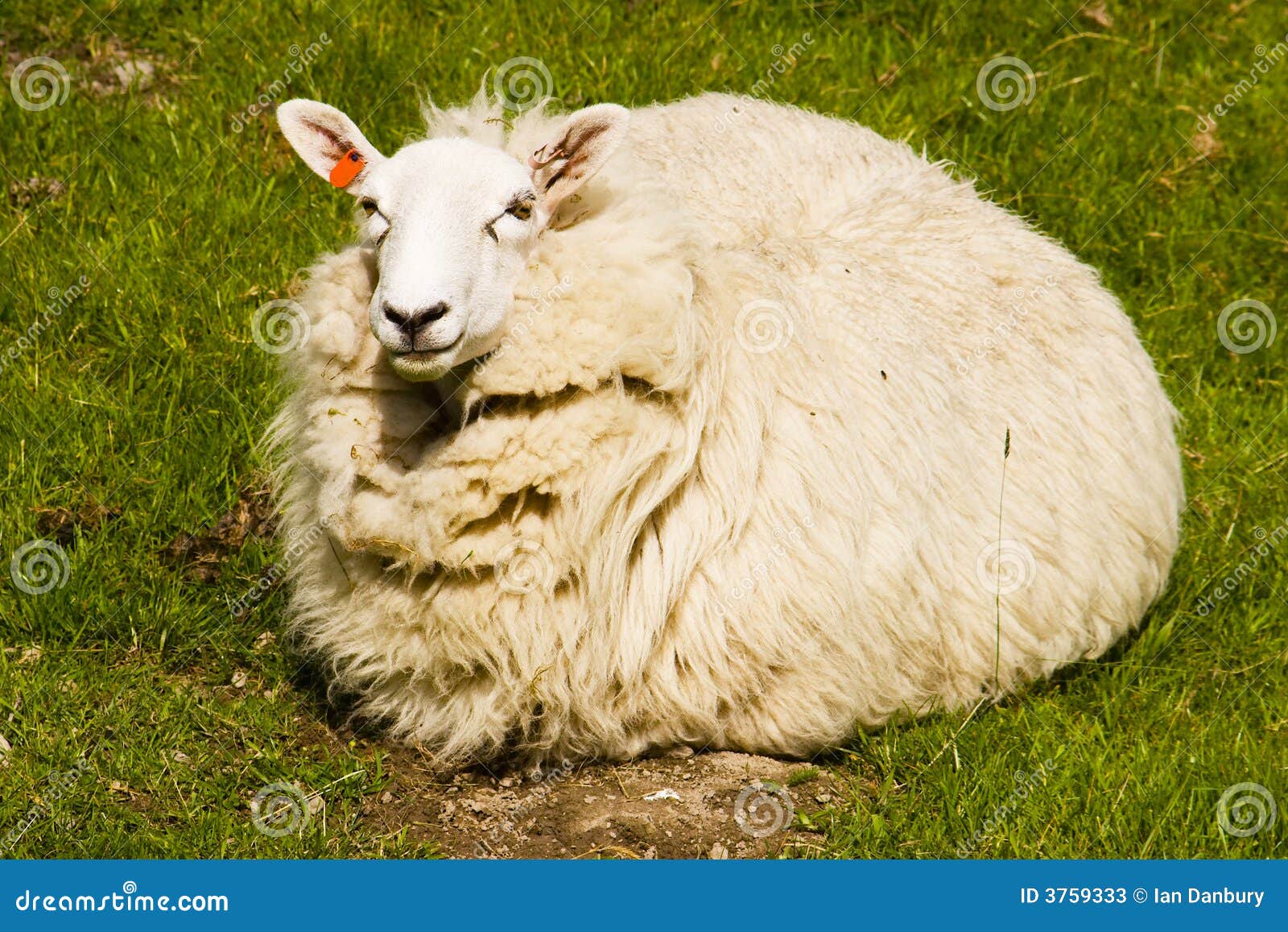 6,384 Fat Sheep Stock Photos Free & RoyaltyFree Stock Photos from