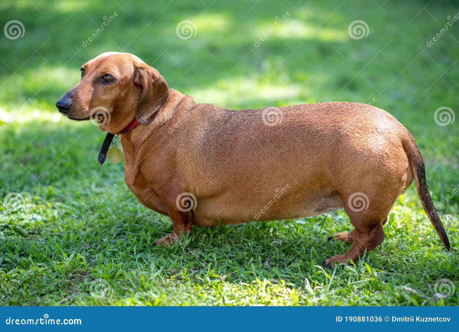 short haired weiner dog