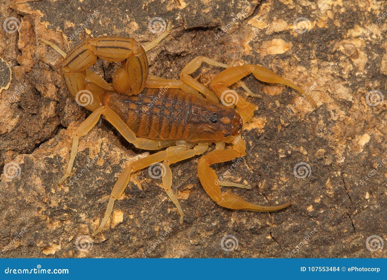 fat tailed scorpion hottentotta rugiscutis from type locality, chengalpettu