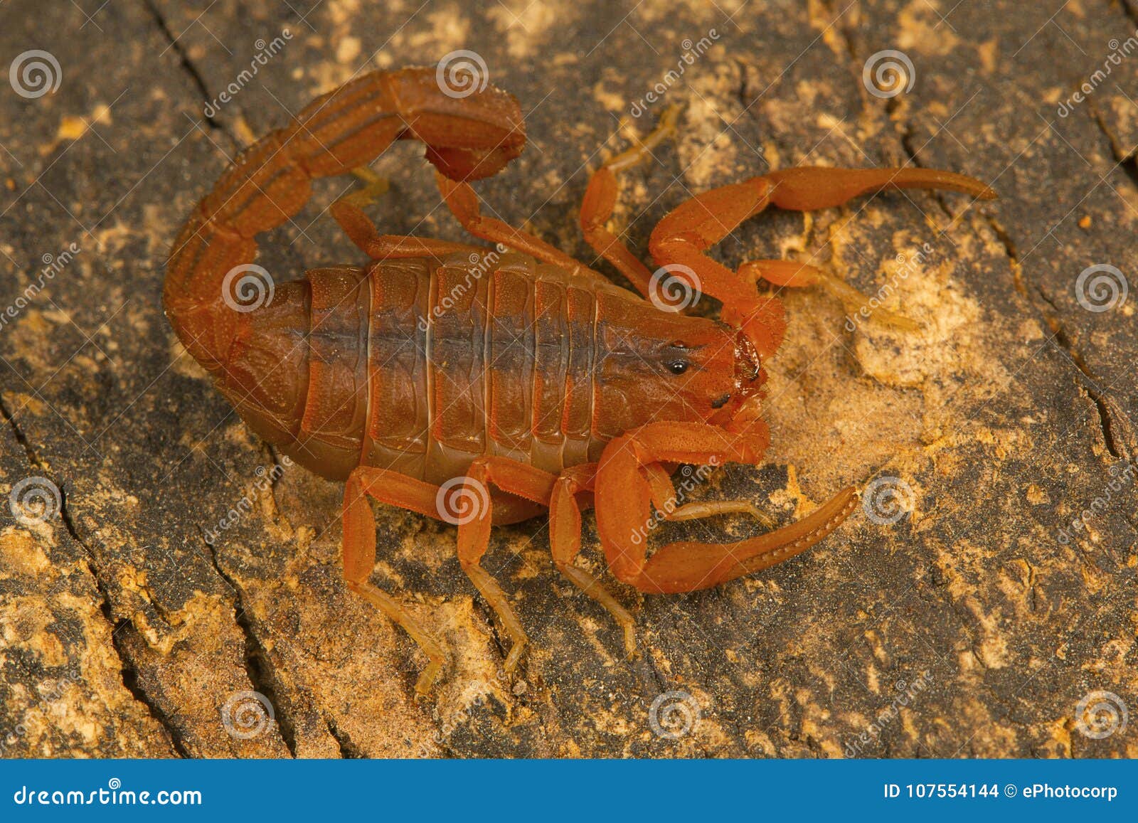 fat tailed scorpion, hottentotta rugiscutis from type locality, chengalpettu