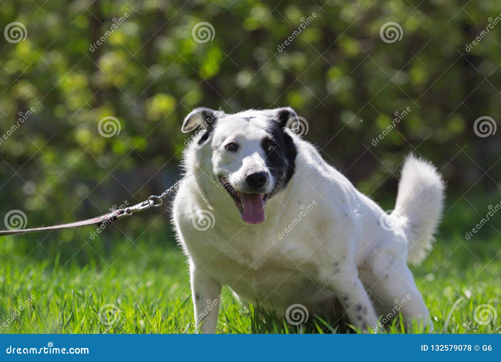 fat white dog