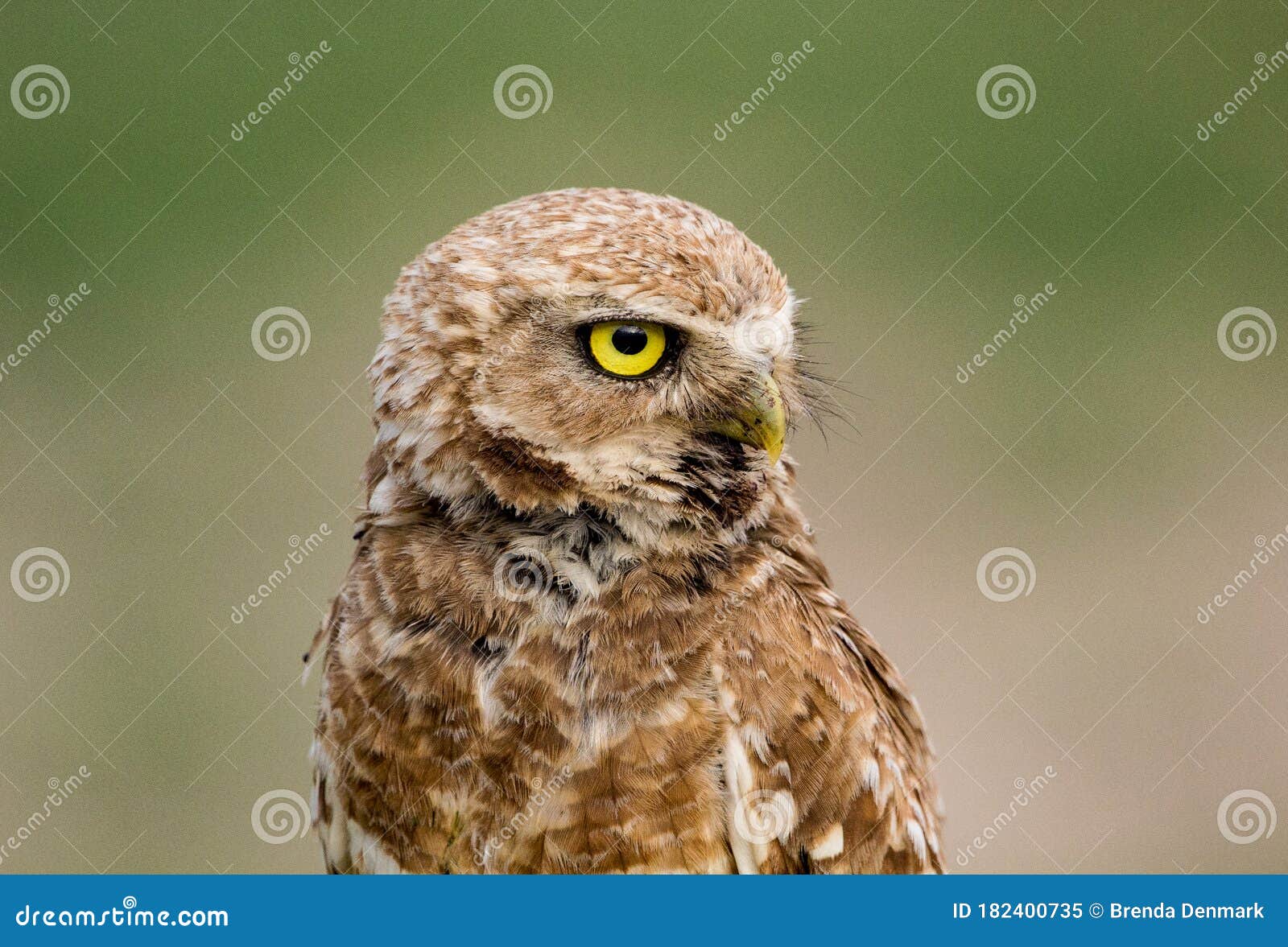 Burrowing Owl Near Denver, Colorado Stock Image Image of