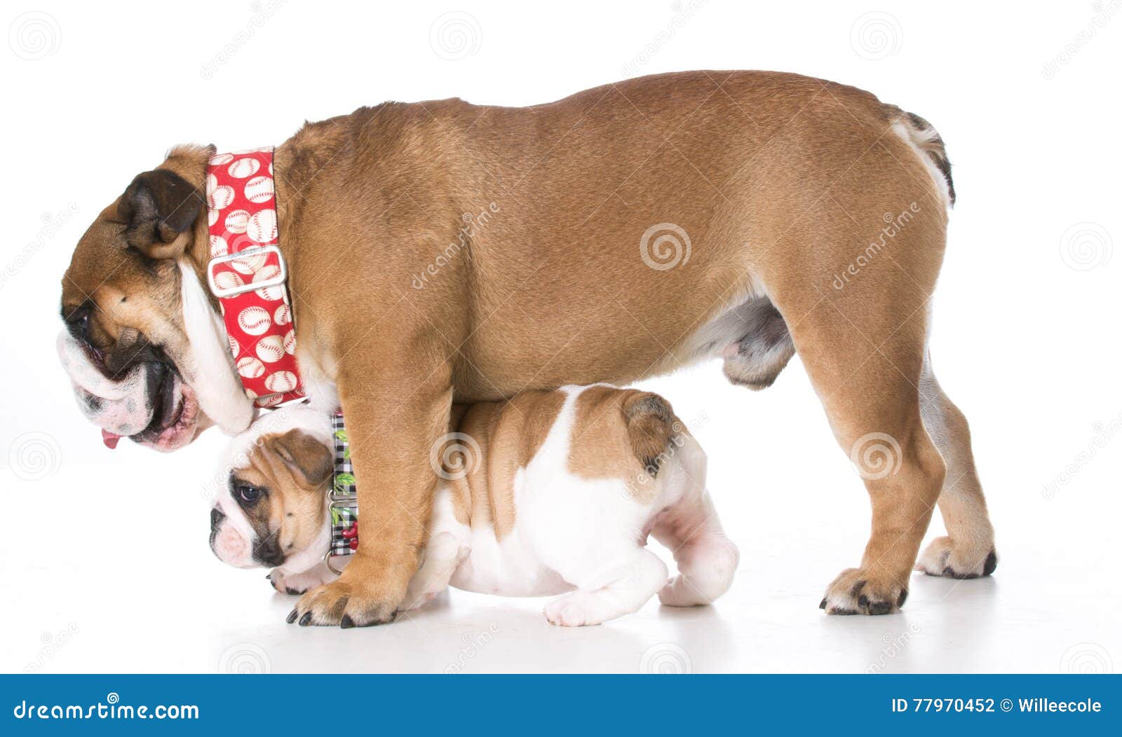 father daughter dog breeding