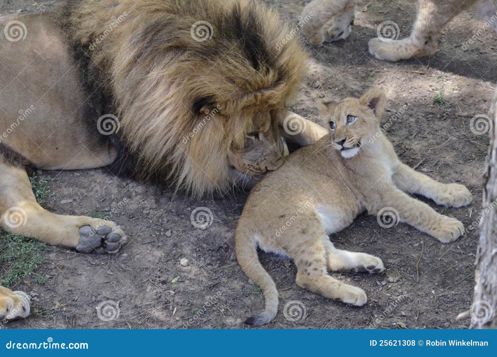 lion cubs with father and mother