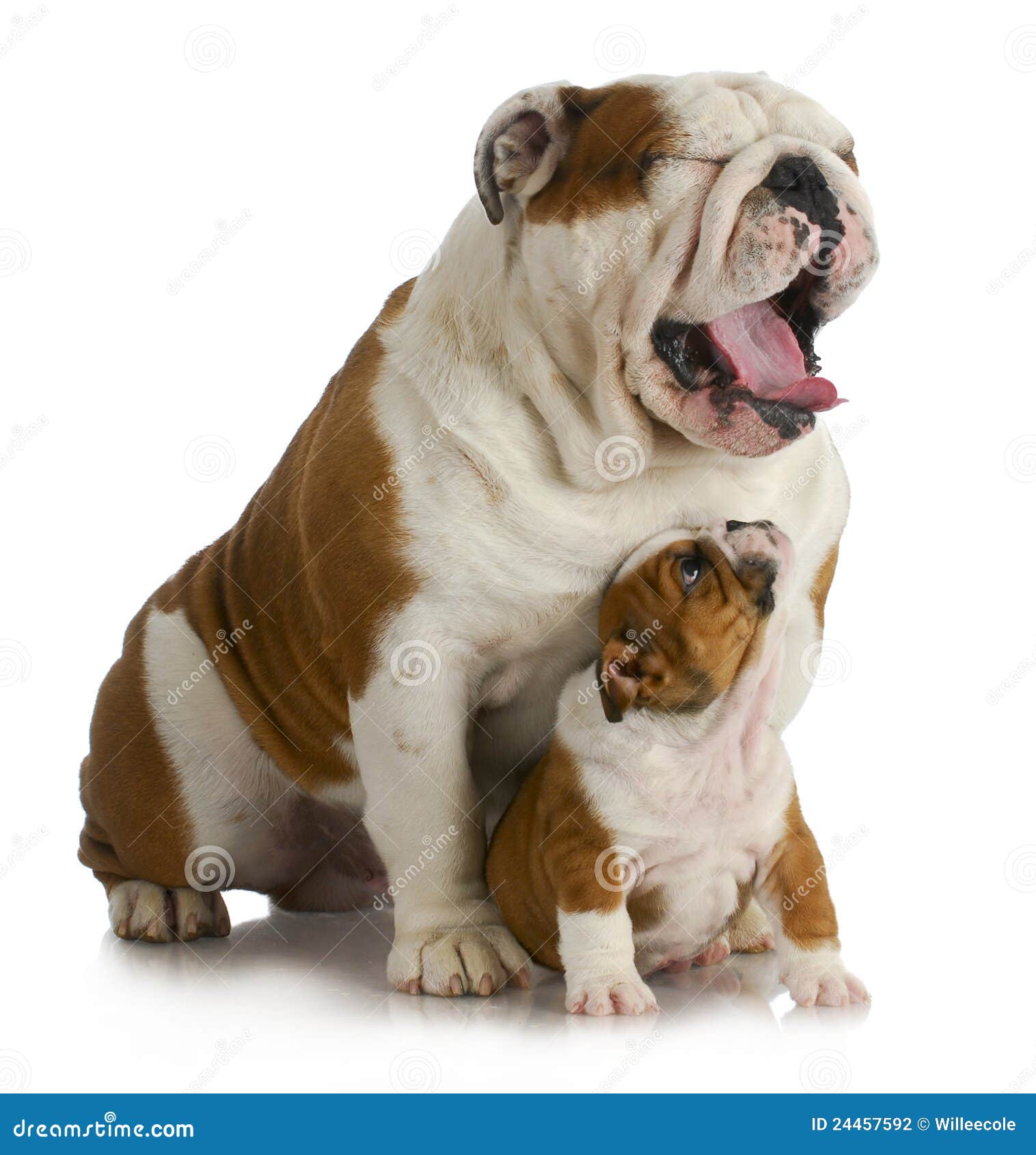 Father And Son Dog Stock Photography - Image: 24457592