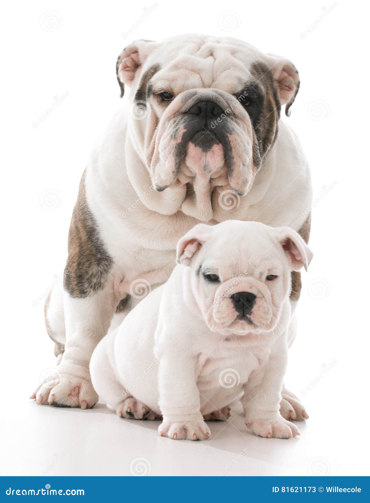 Father and son dog stock image. Image of animal, canine 81621173