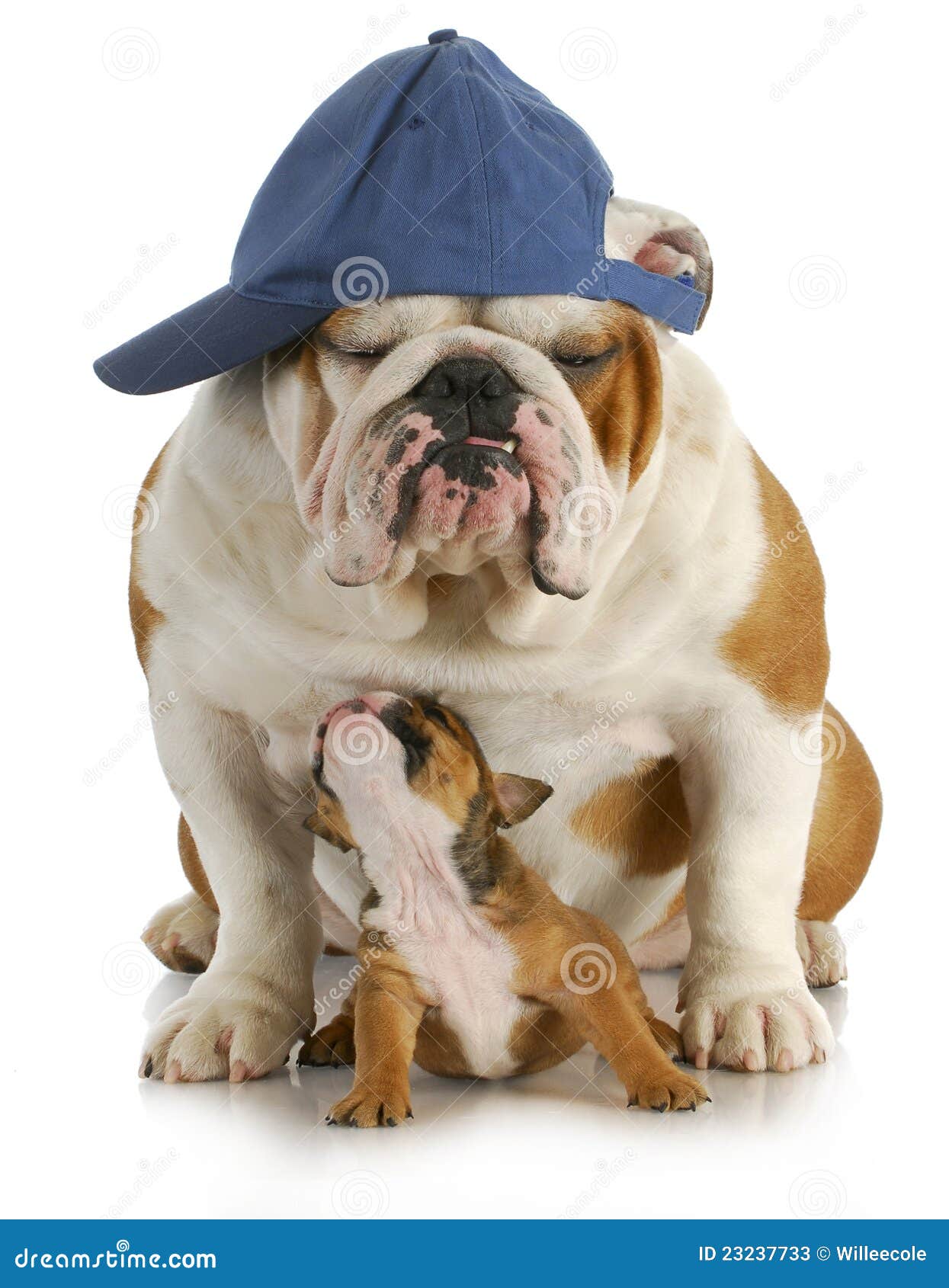 Father and son dogs stock image. Image of family, companion 23237733