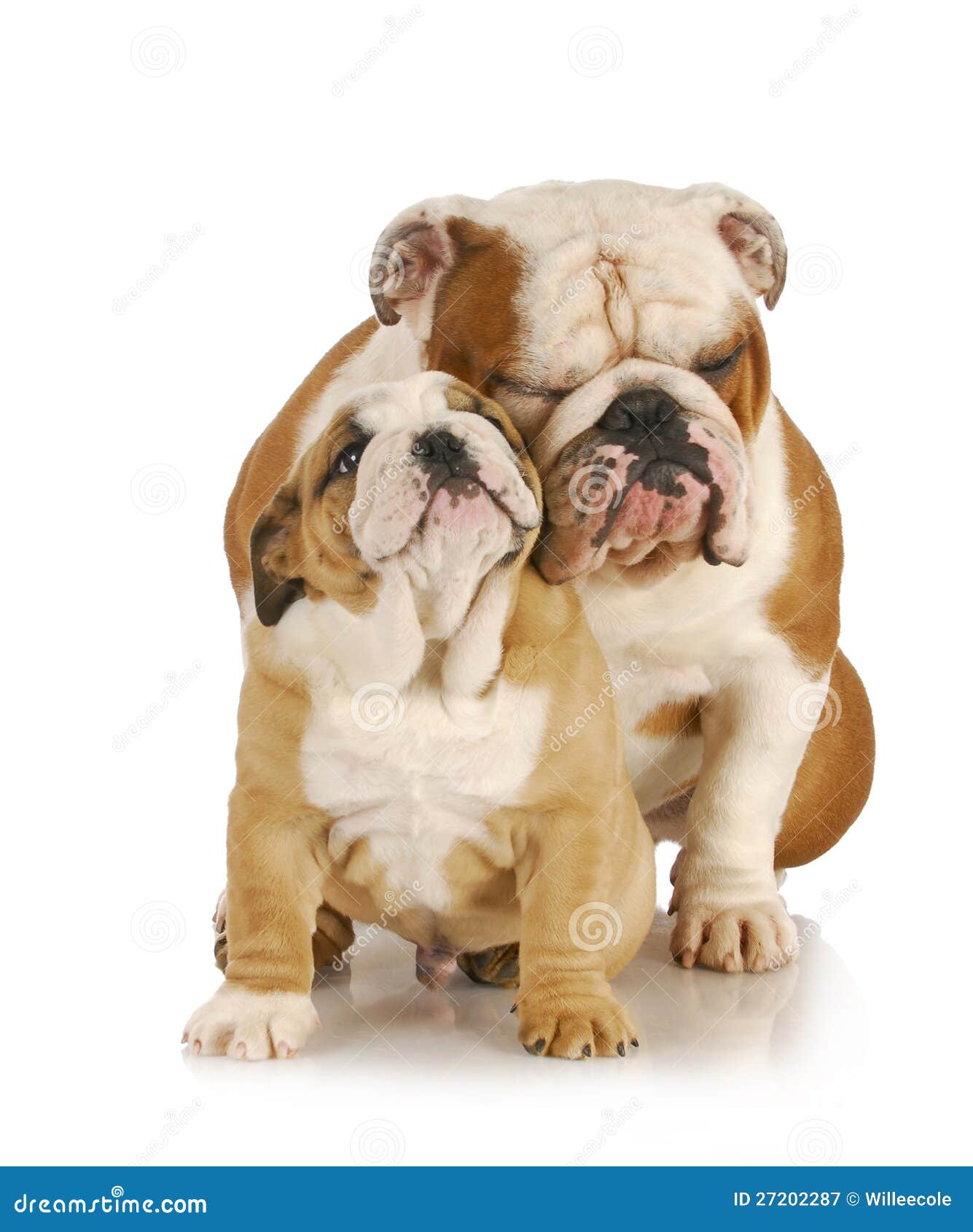 Father and son dogs stock image. Image of purebred, closeup 27202287
