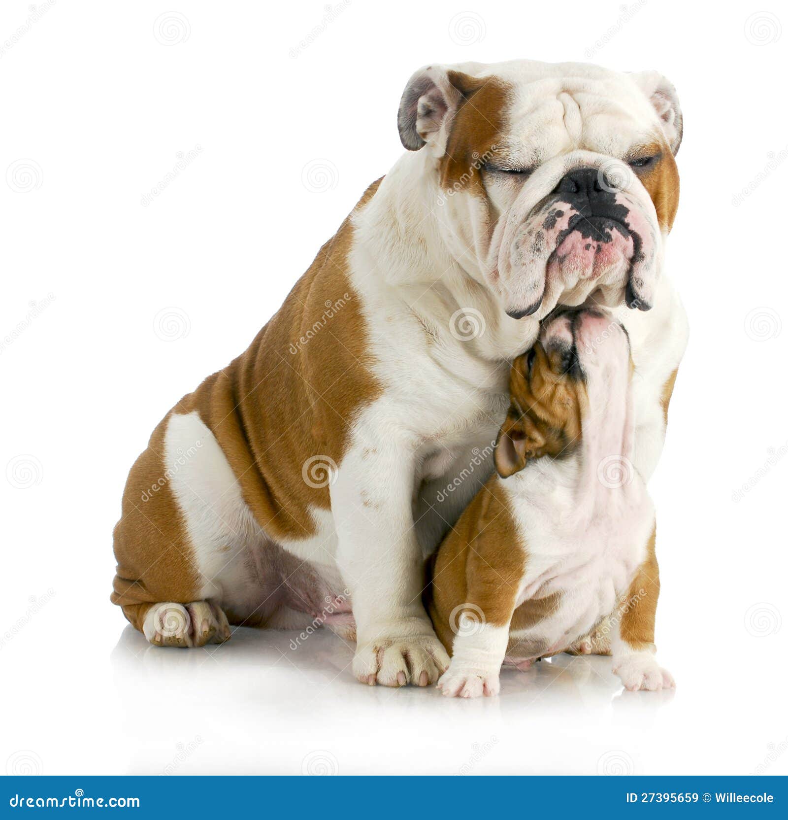 Father and son dogs stock image. Image of animal, laying 27395659