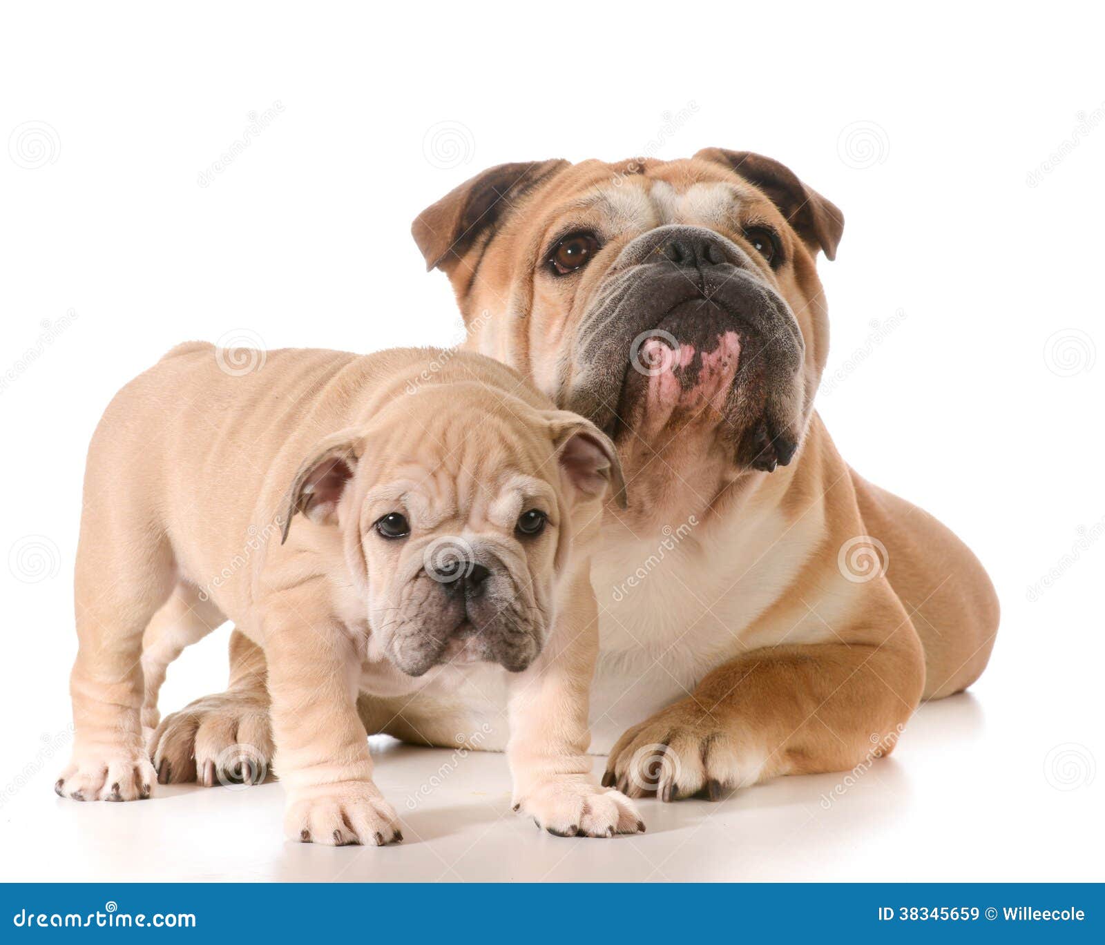 Father and son dogs stock image. Image of eyes, face - 38345659