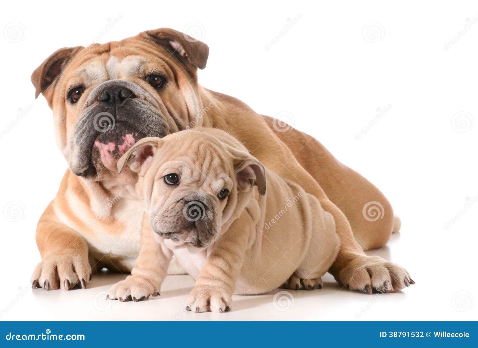 Father and son dogs stock photo. Image of indoors, charming - 38791532