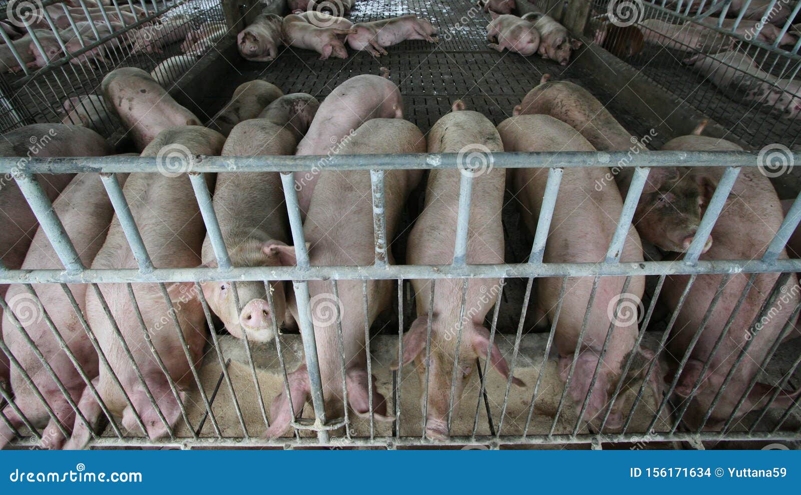fattening pig eating feed in big commercial swine arm