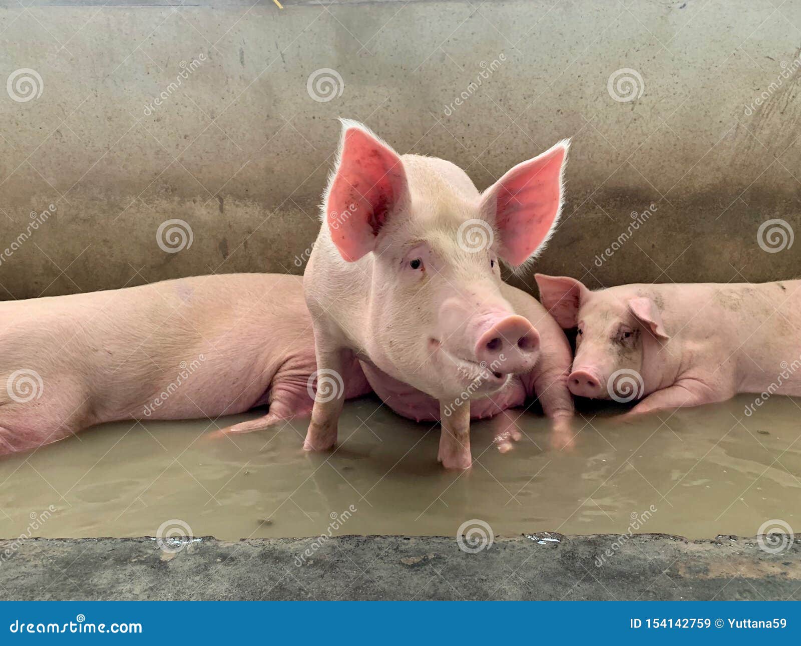 fattening pigs relax in water against hot weather