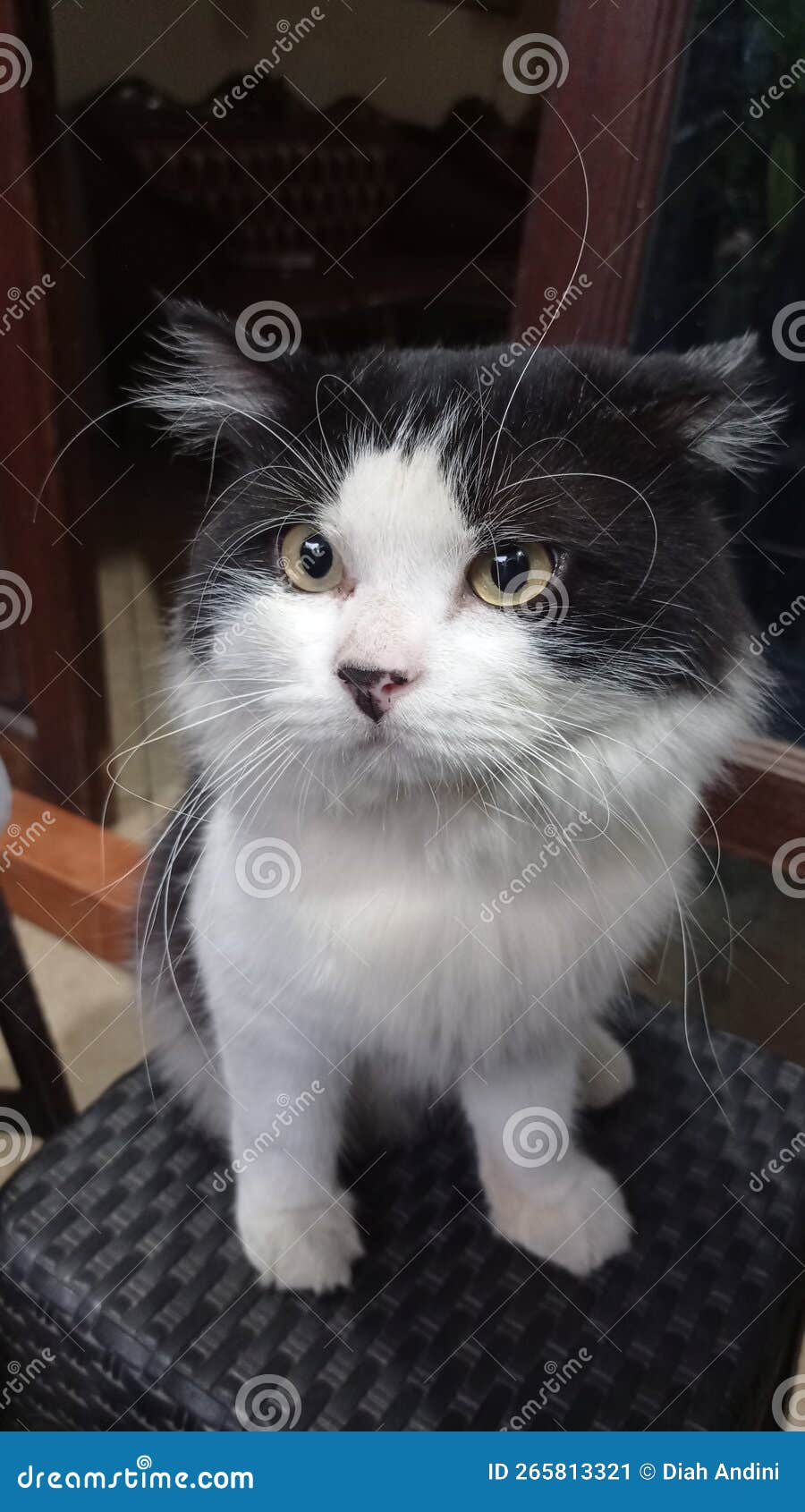 Fatty cat stock image. Image of kitten, cutie, mammal 265813321